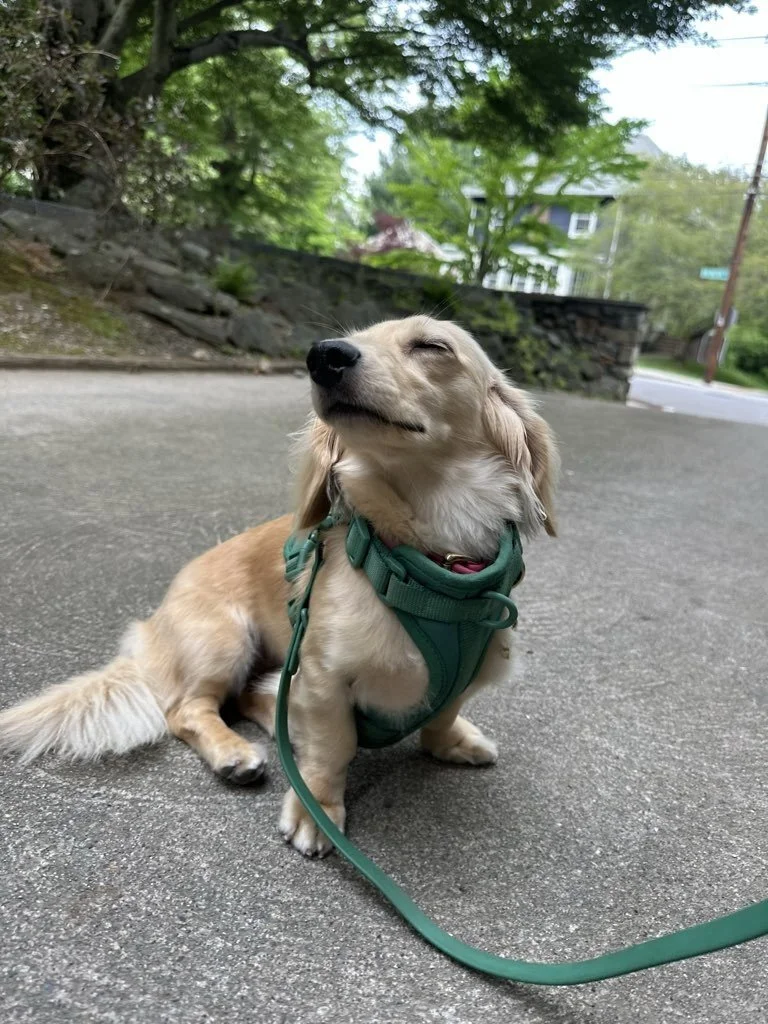 Dachshund smiling and enjoying the breeze on a dog walk in Providence, RI 