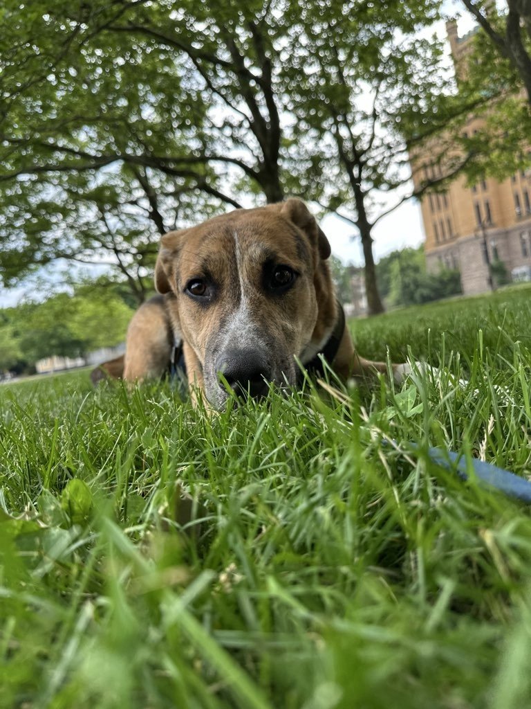 Dog laying down in the grass, pensively looking right into the camera on a dog walking excursion in Providence, RI