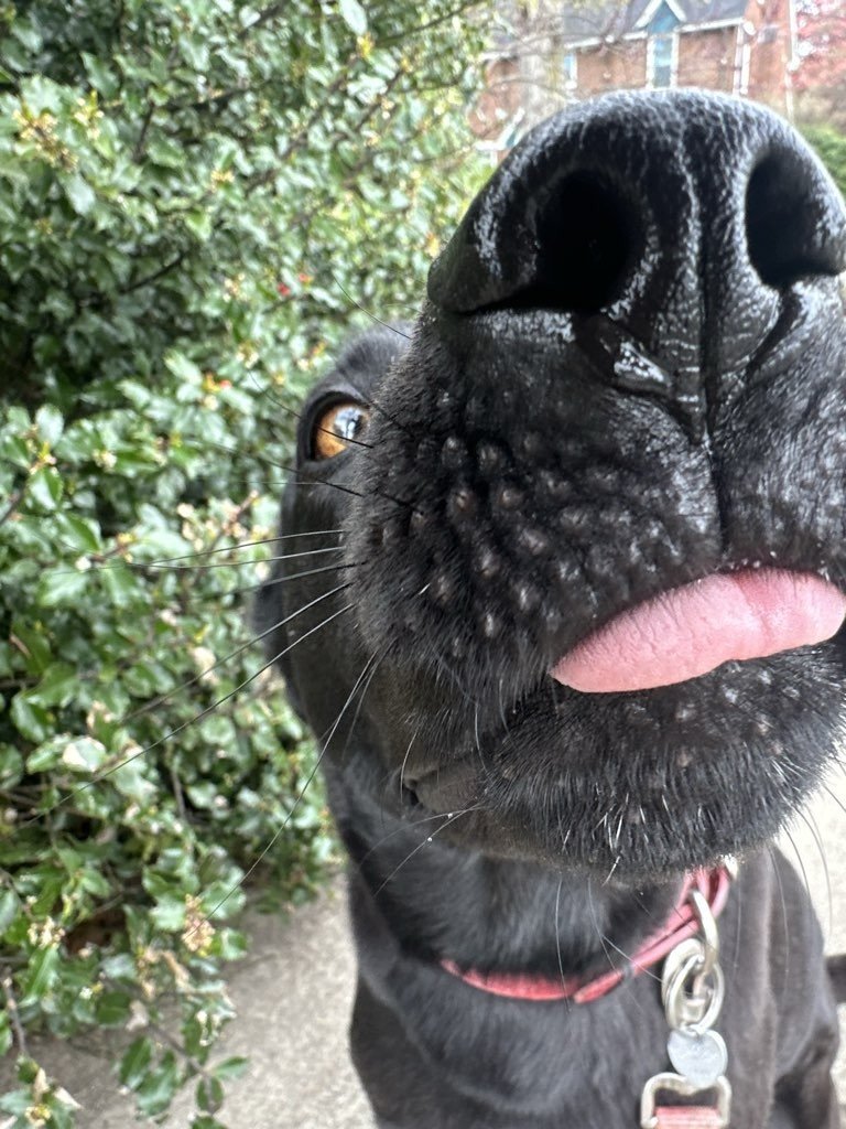 Black dog kissing the camera during a dog walking session in Providence RI