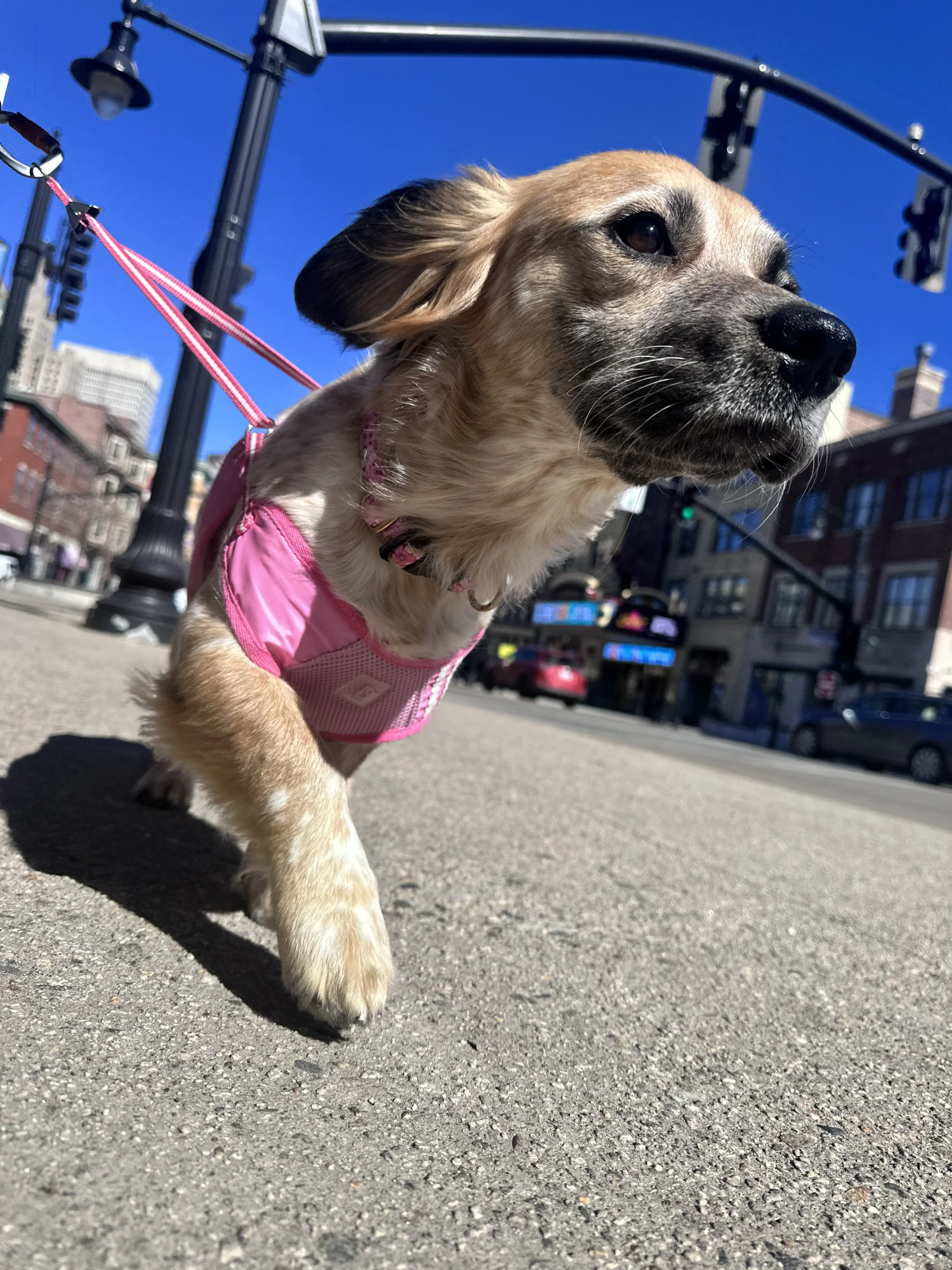 Dog strutting downtown in her pink harness like a supermodel on a dog walking excursion in Providence, RI