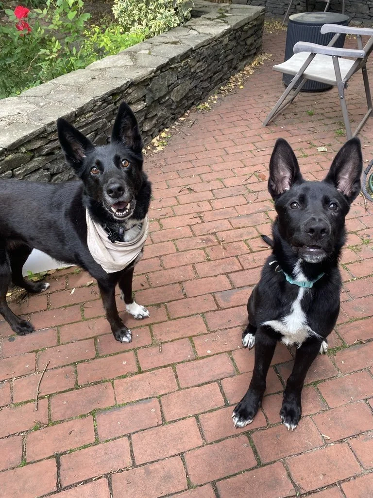 Two black dogs smiling on their drop in visit in Providence, RI 
