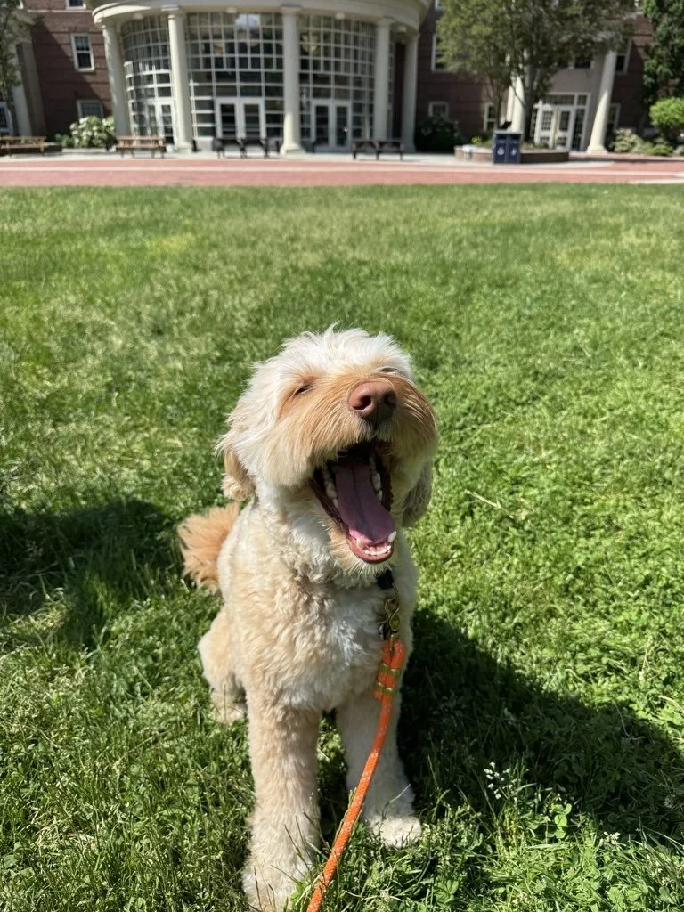 Doodle yawning and smile on bright green grass on a dog walk in Providence, RI 