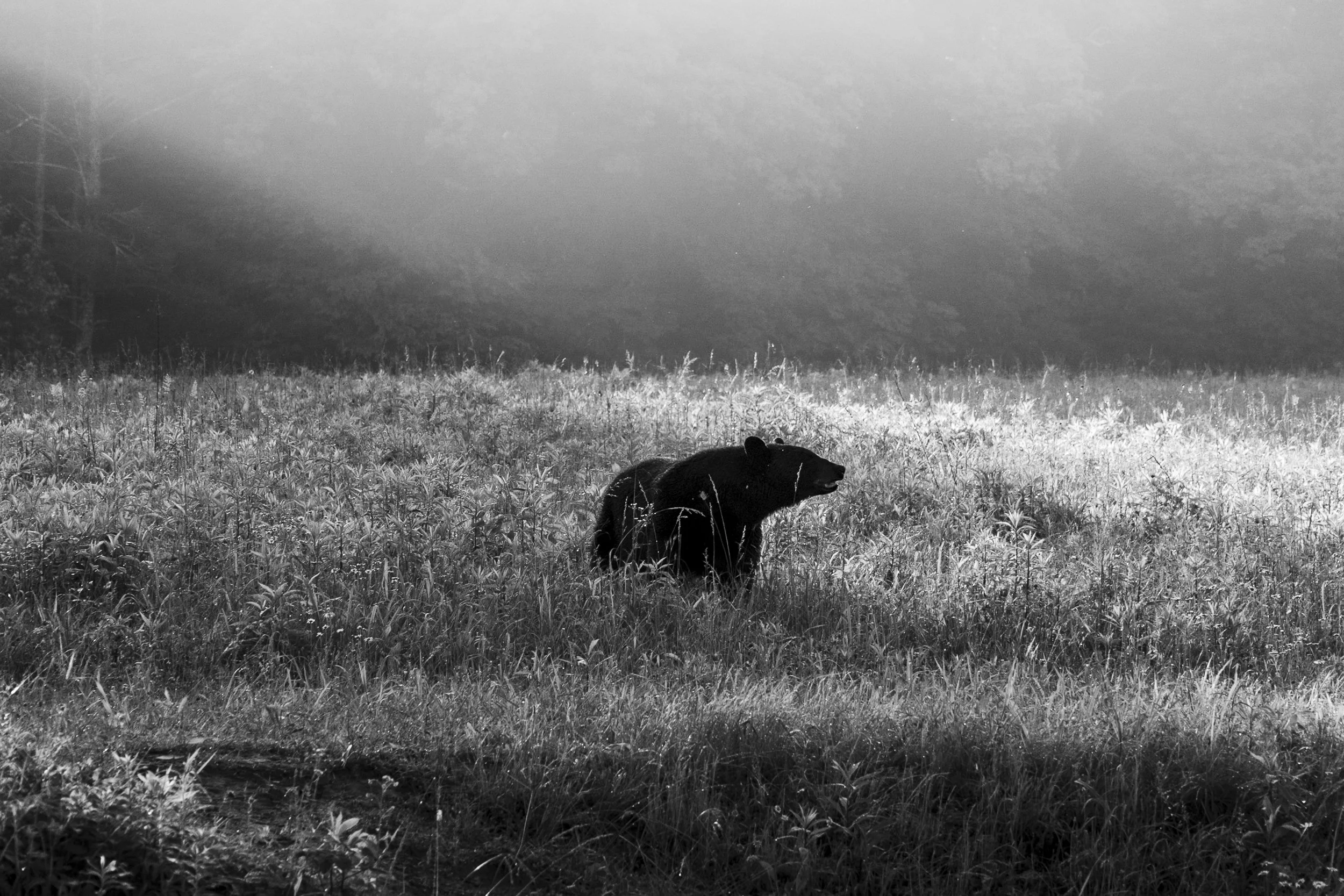 Black_Bear.jpg