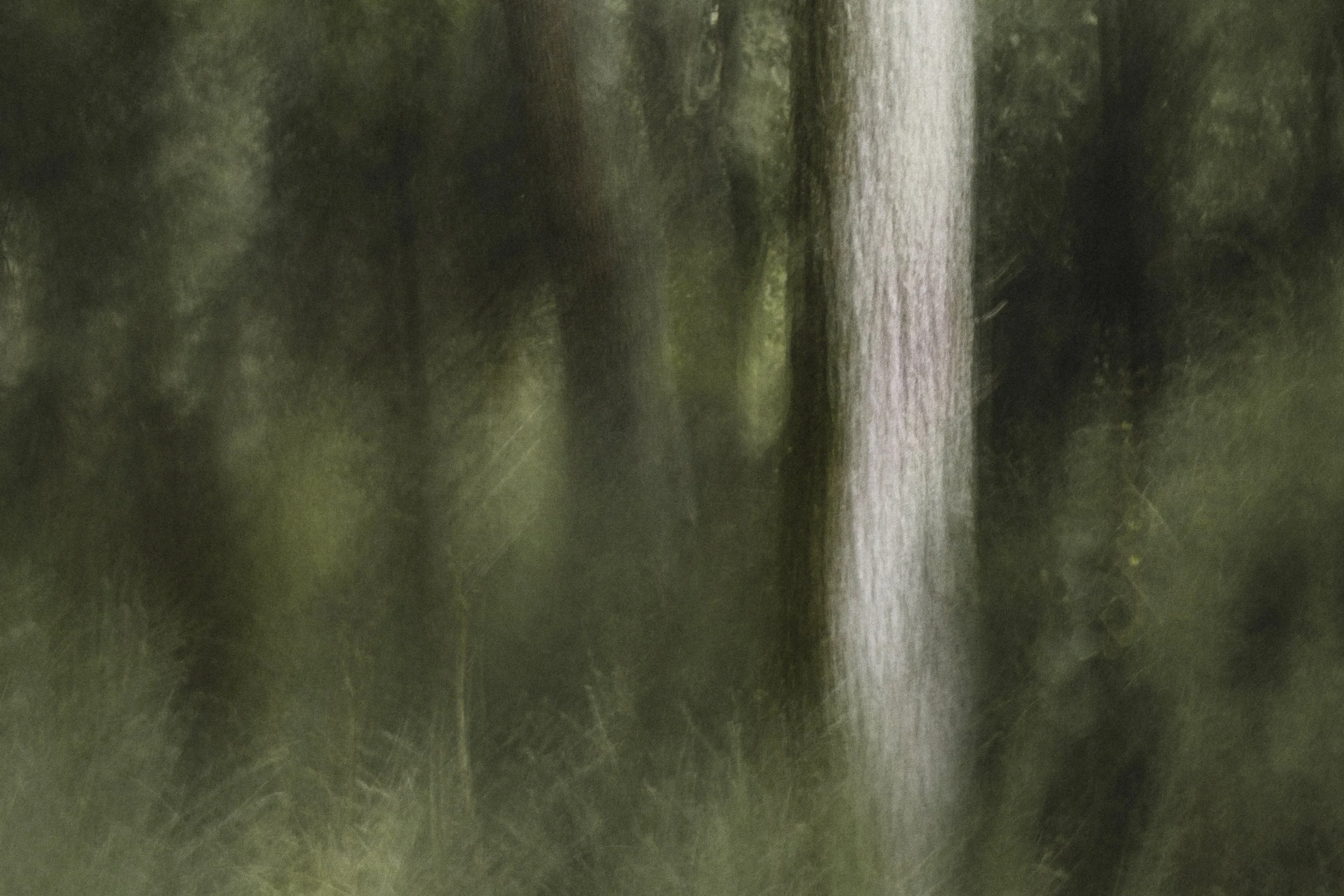 Painted_Trees_II.jpg