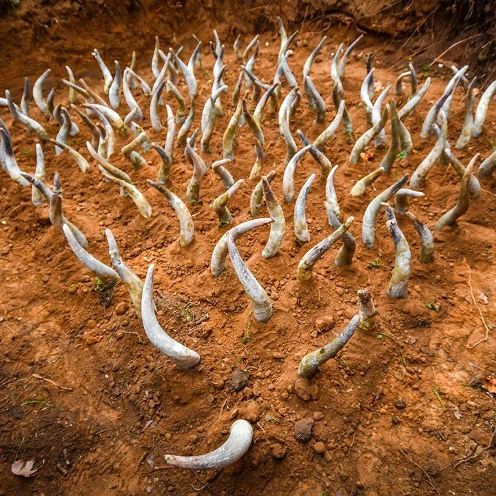 HAPPY EARTH DAY!
With well over 300 wineries, distilleries, and sake kuras under the sustainable umbrella, we at The Wine Company are immensely proud of our portfolio of sustainable, organic, biodynamic, vegan, and solar powered expressions. Learn mo