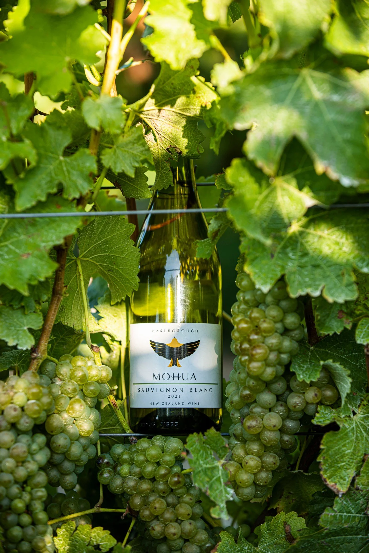 SAVVY NEW ZEALAND SAUVIGNON BLANC

MOHUA WINES
Generations in the making, Mohua Wines was founded in 2009 to create delicious wines from some of New Zealand&rsquo;s highest quality regions. Driven by one family&rsquo;s passion for great winemaking, t