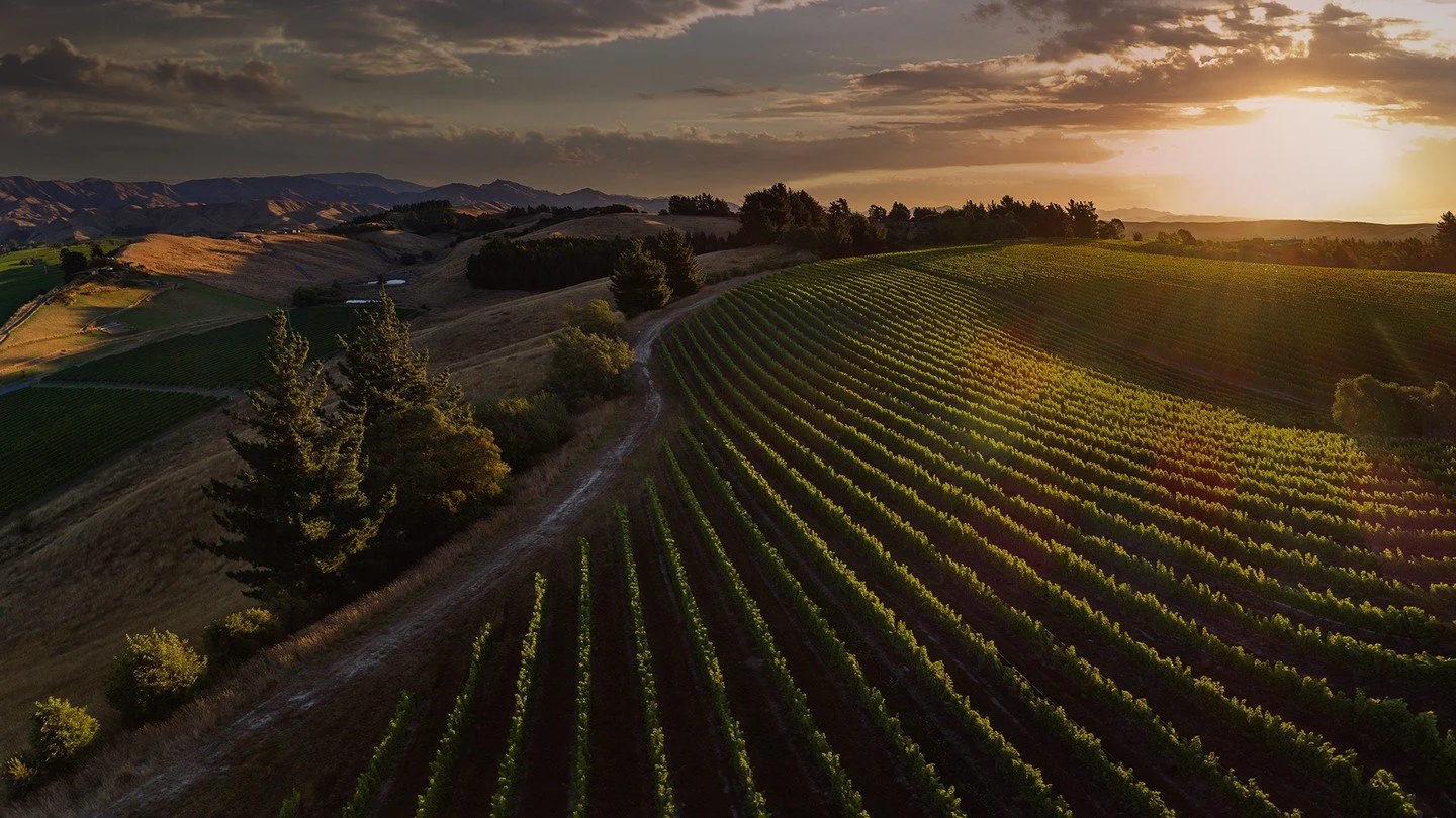 SAVVY NEW ZEALAND SAUVIGNON BLANC 

Dog Point Vineyard 
Almost since its inception, Dog Point has been recognized as among the very top (arguably the very top) wine producers in New Zealand.  Their Sauvignon Blanc offers astounding quality and comple