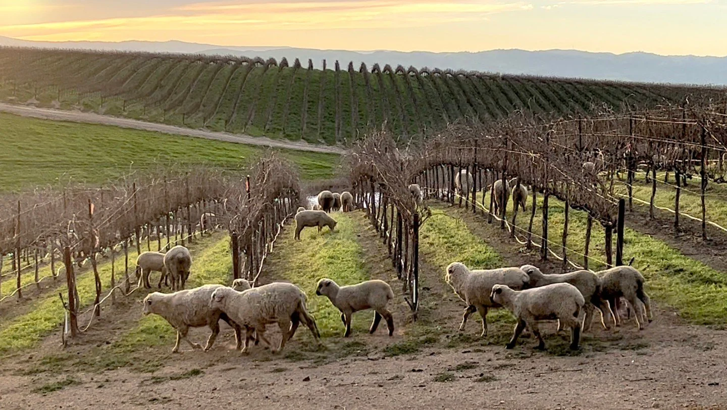 From the Dunnigan Hills with love! Matchbook Wine Company 

Sustainably farmed, family-owned, and estate-grown Matchbook Wine Company is a family-owned, estate-grown winery in California's Dunnigan Hills, founded in 2005 by siblings John and Karl Gig