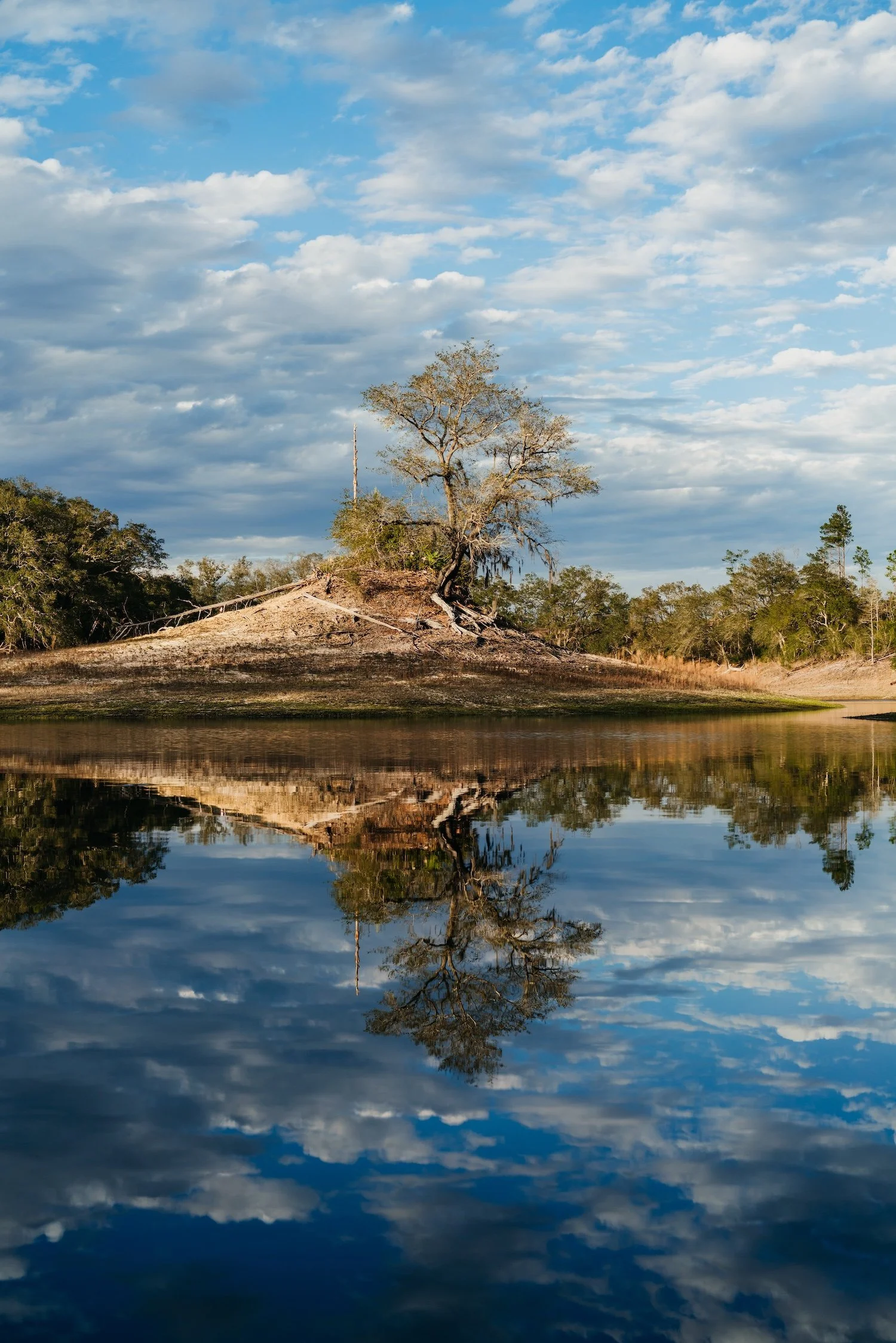 A solitary tree at Old Shores on a small island with a gentle slope, reflected in calm water on a cloudy day.