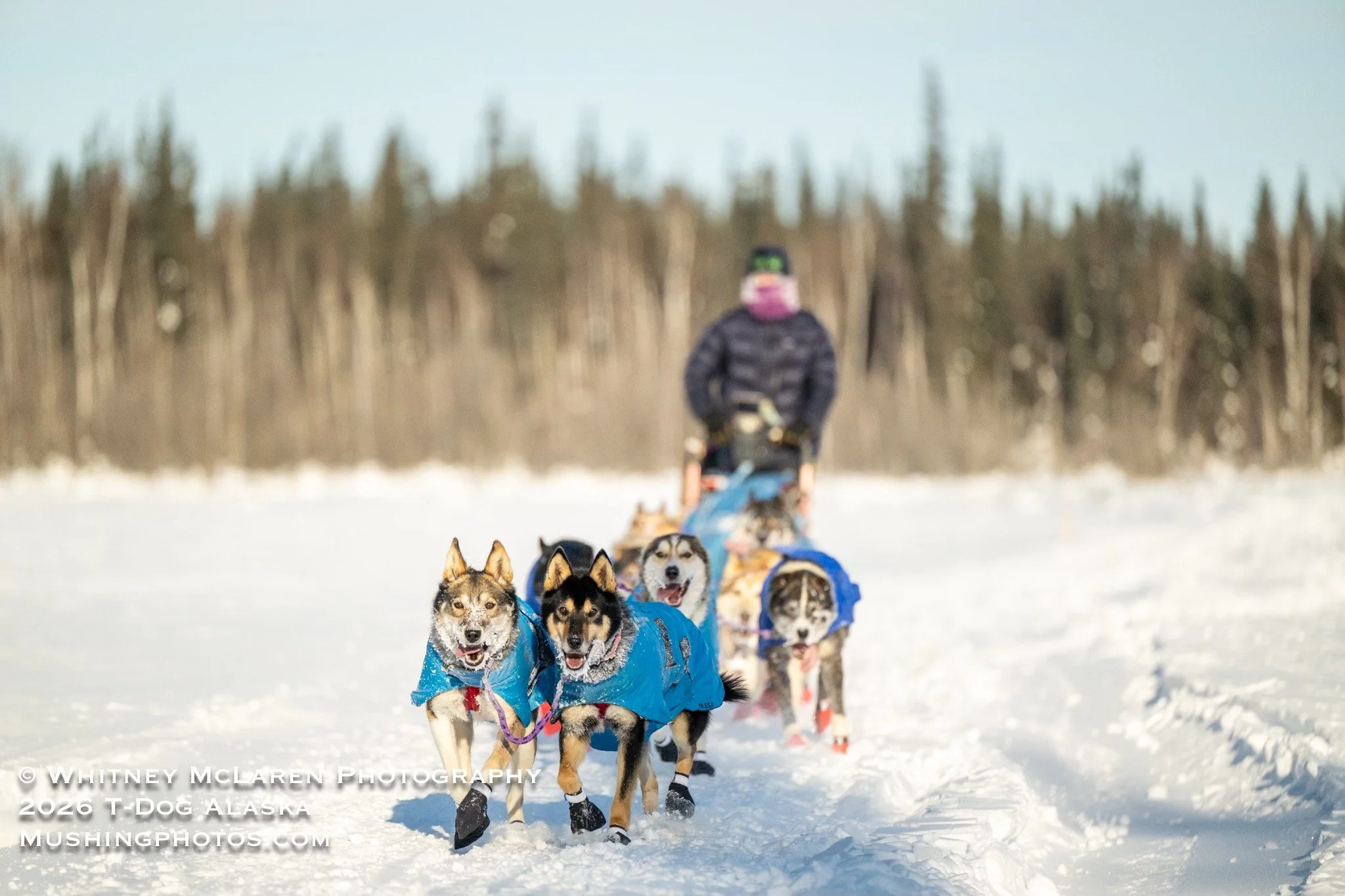 2026 Tanana Valley Sled Dog Race Recap