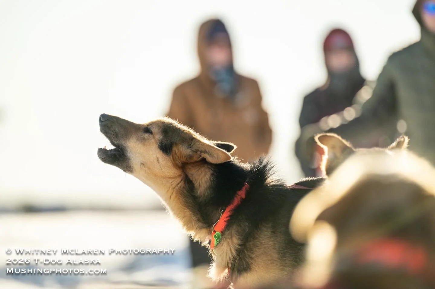 Join us for our Annual meeting, May 15th at 6pm at Trail Breaker Kennel! We will have beverages, puppies and the T-Dog Board of Directors present and we are excited to hear your feedback/ideas as well as share what&rsquo;s new with T-Dog and what we 