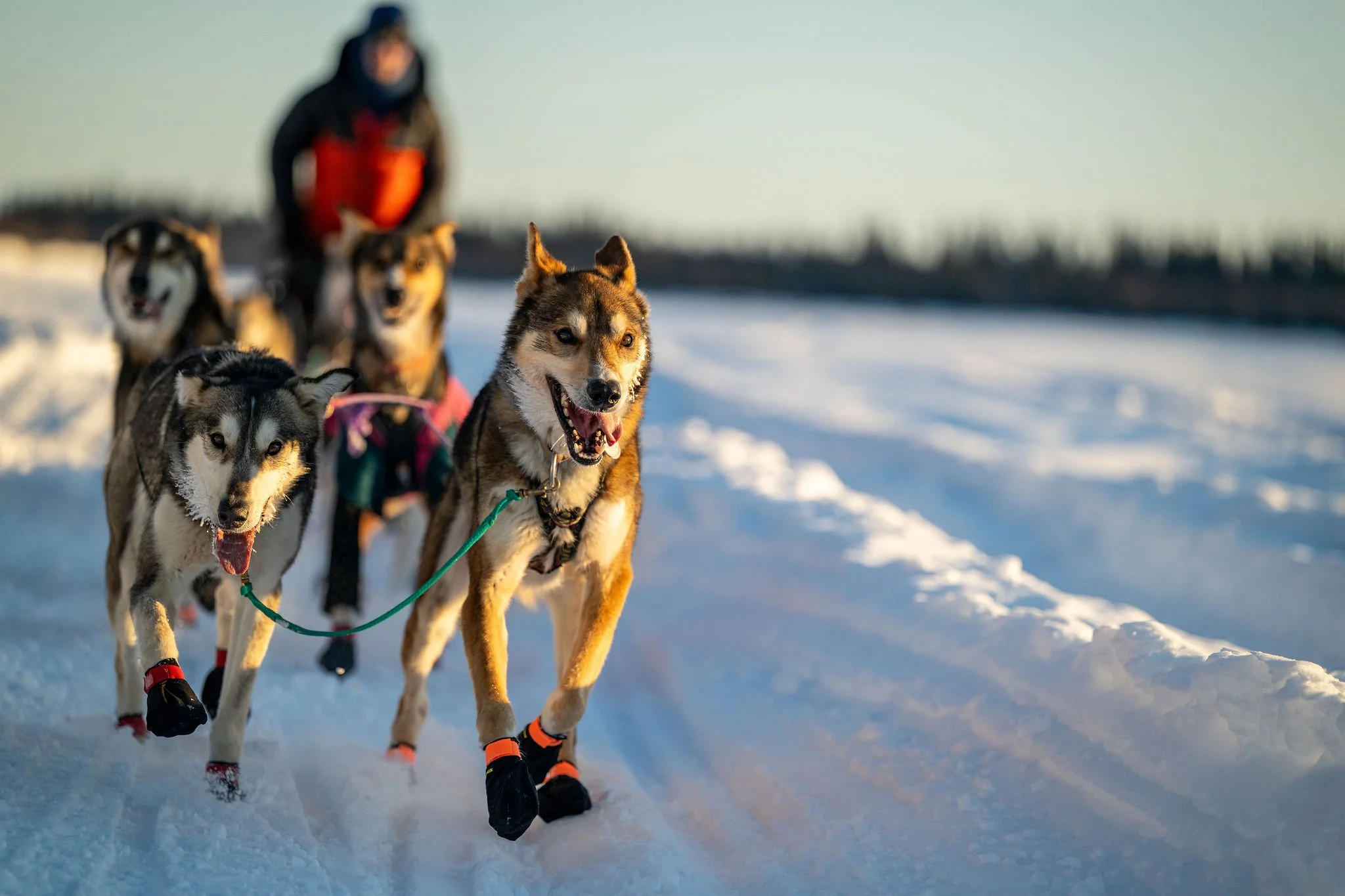 ©WhitneyMcLaren_2026_T-Dog-0102.jpg