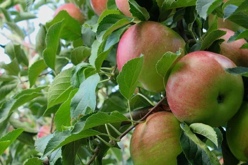 Growing Good Podcast: Episode 51 (Hobby Farms, April 2023) “New York urban farmer Maya Marie talks about building your relationship to land, her Deep Routes educational project, irrigation and more.Hear about how various family members, educational s