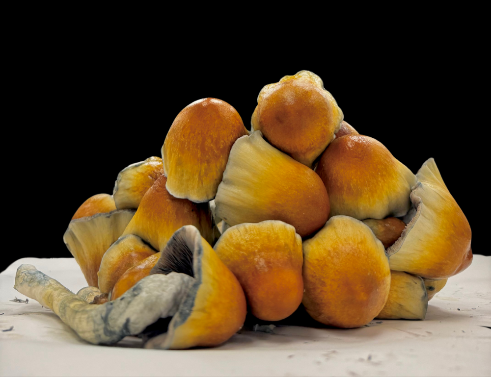 Lost Garden Thumper (ODPE)