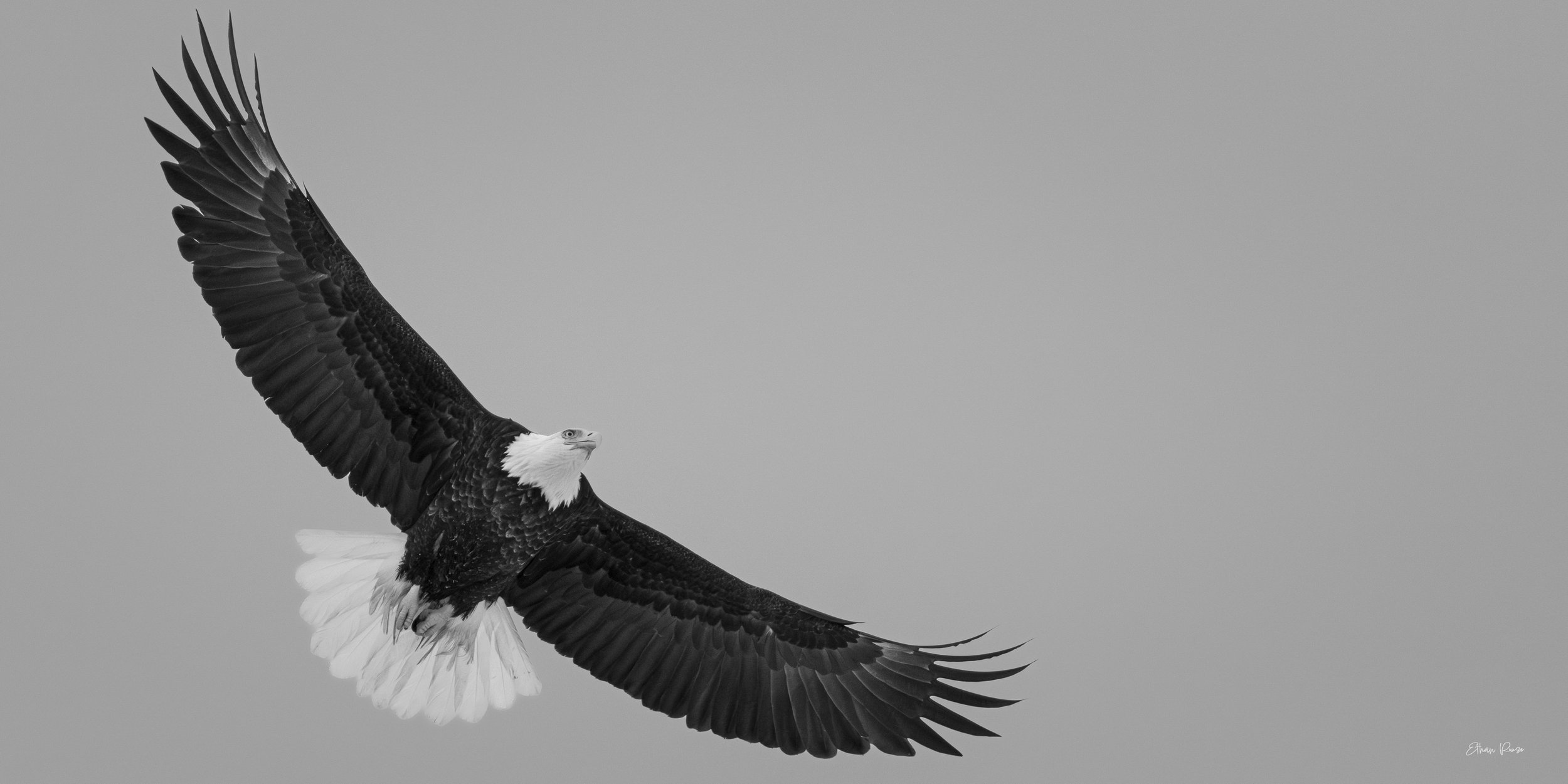 Wingspan