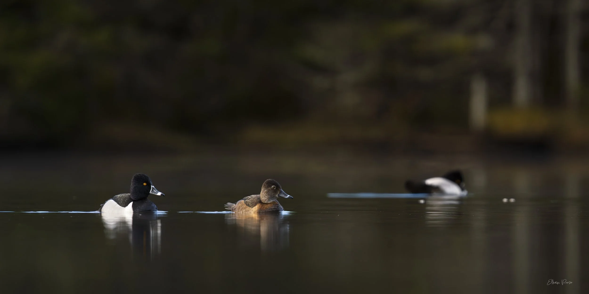 Ring-necked Ducks.jpg