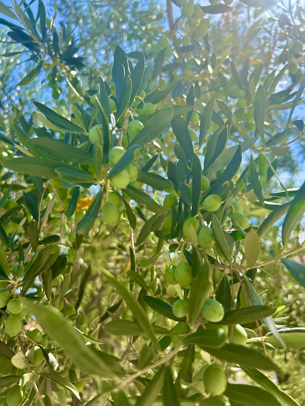 Olive tree
