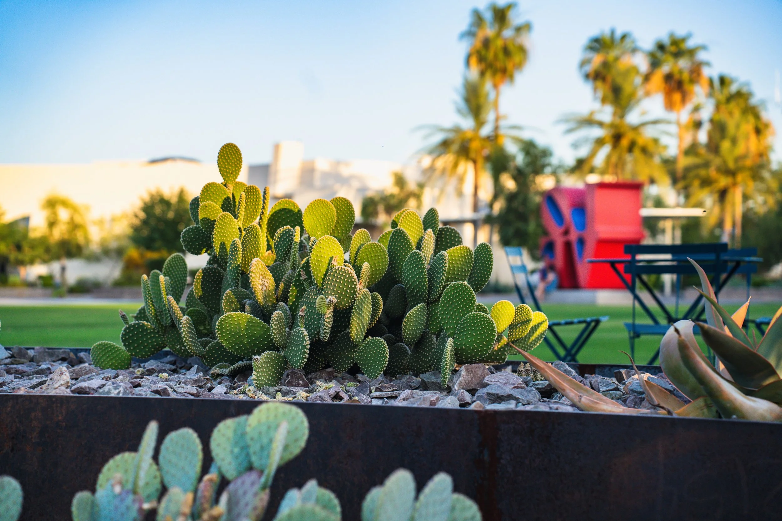 A stroll through Civic Center in Old Town Scottsdale the other day at dusk 🌅. Decided to photograph plants 🪴 for a change of pace. Event photography is exciting, but sometimes you just need some chill pictures. Working on the shooting at ground lev