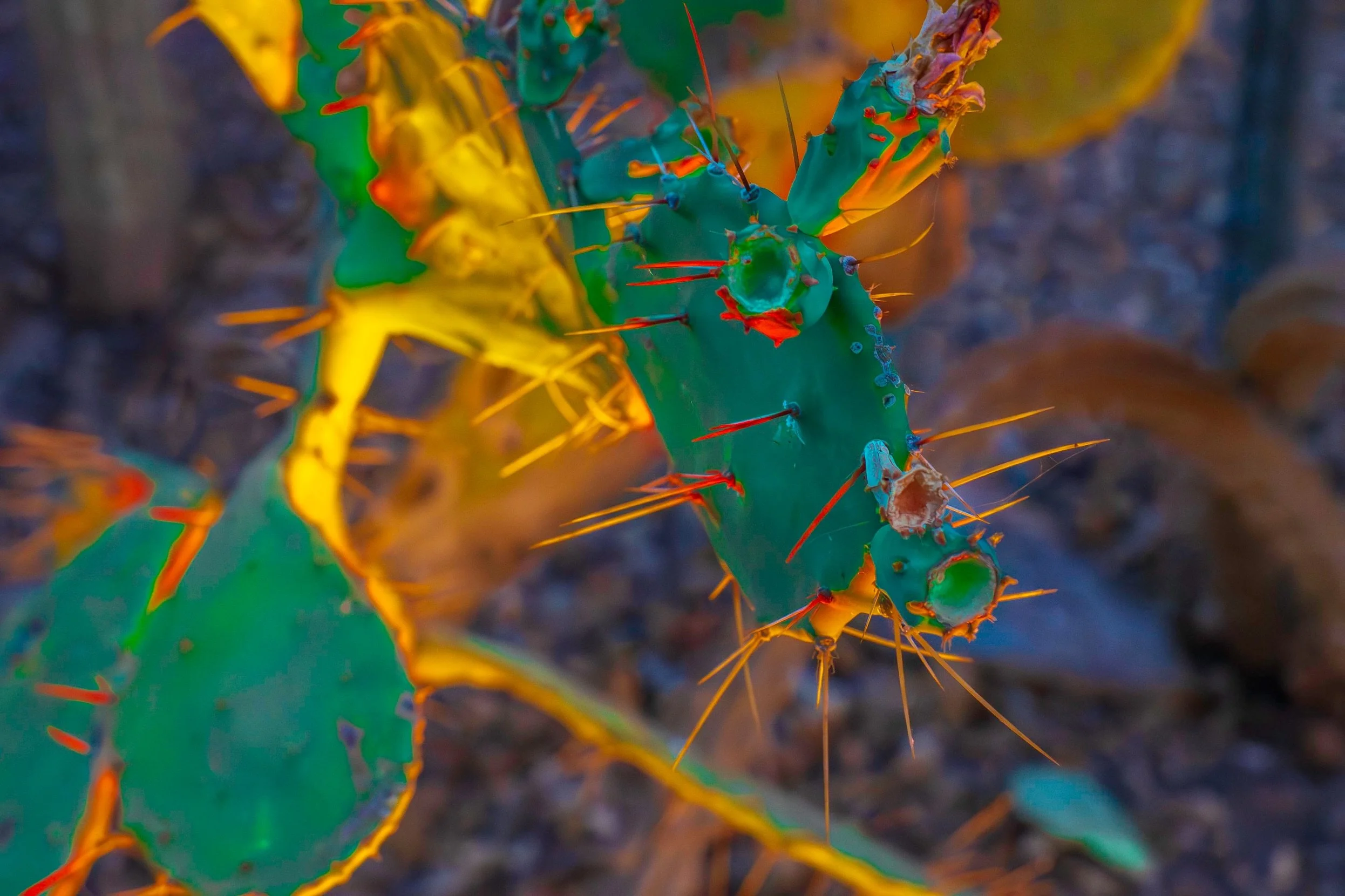 Outing to Desert Botanical Garden yesterday, lasting about 2 hours; catching the evening sunlight. First time bringing portable photo lighting to DBG, mini tripod and LED light panel. Used minimal editing to preserve the original feel of the environm