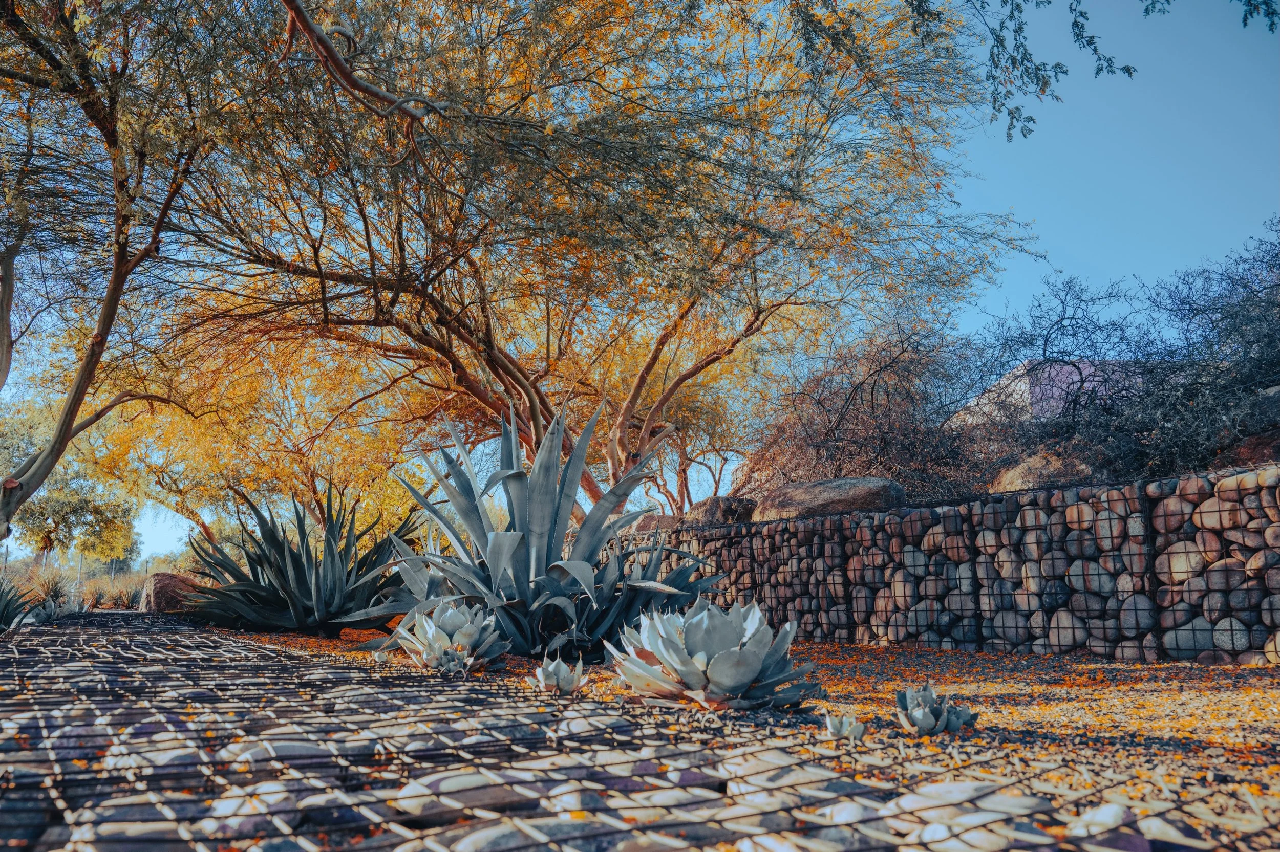 A quiet evening yesterday taking nature photos. #scottsdale #cactus
