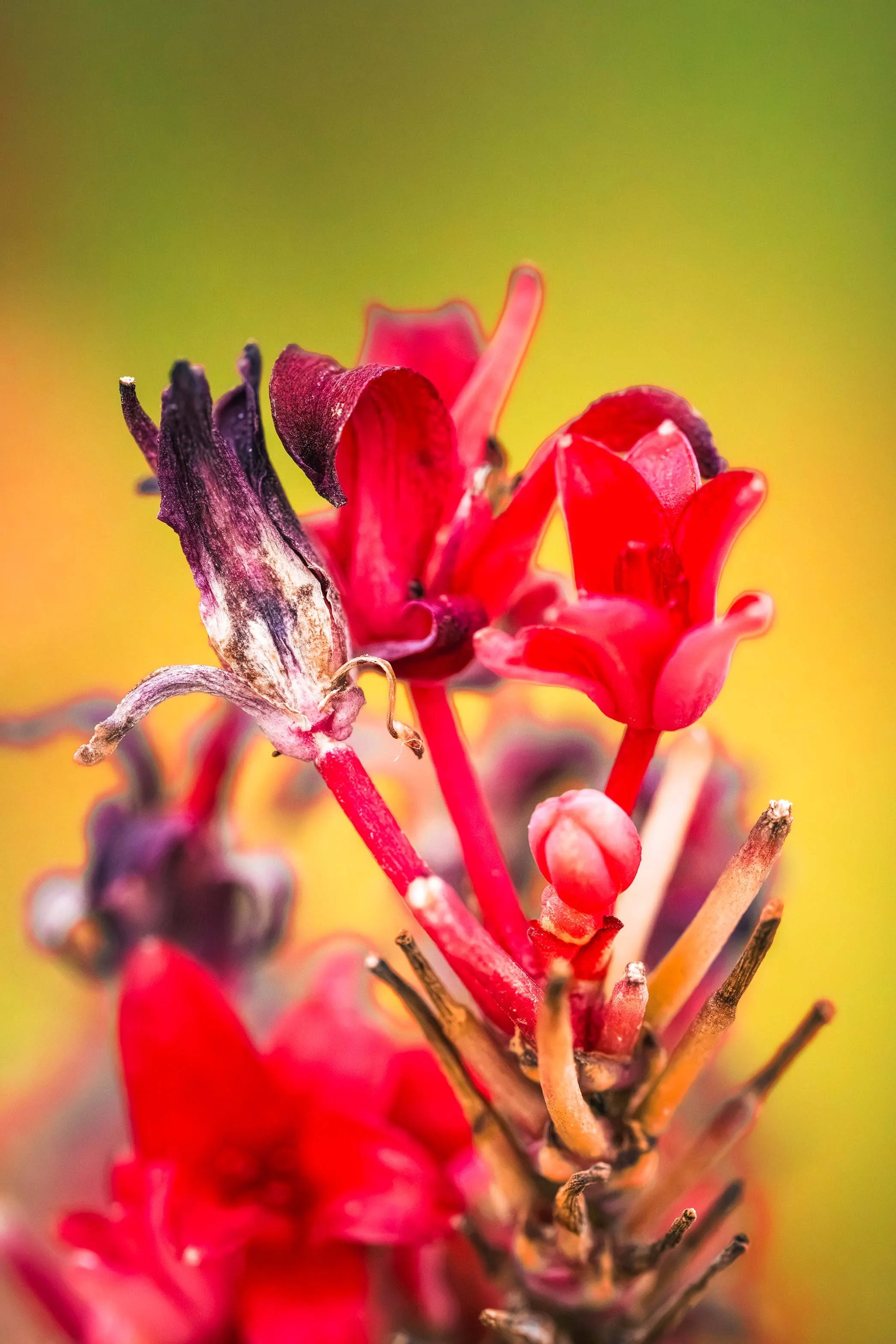 DSC05537-Edit.jpg