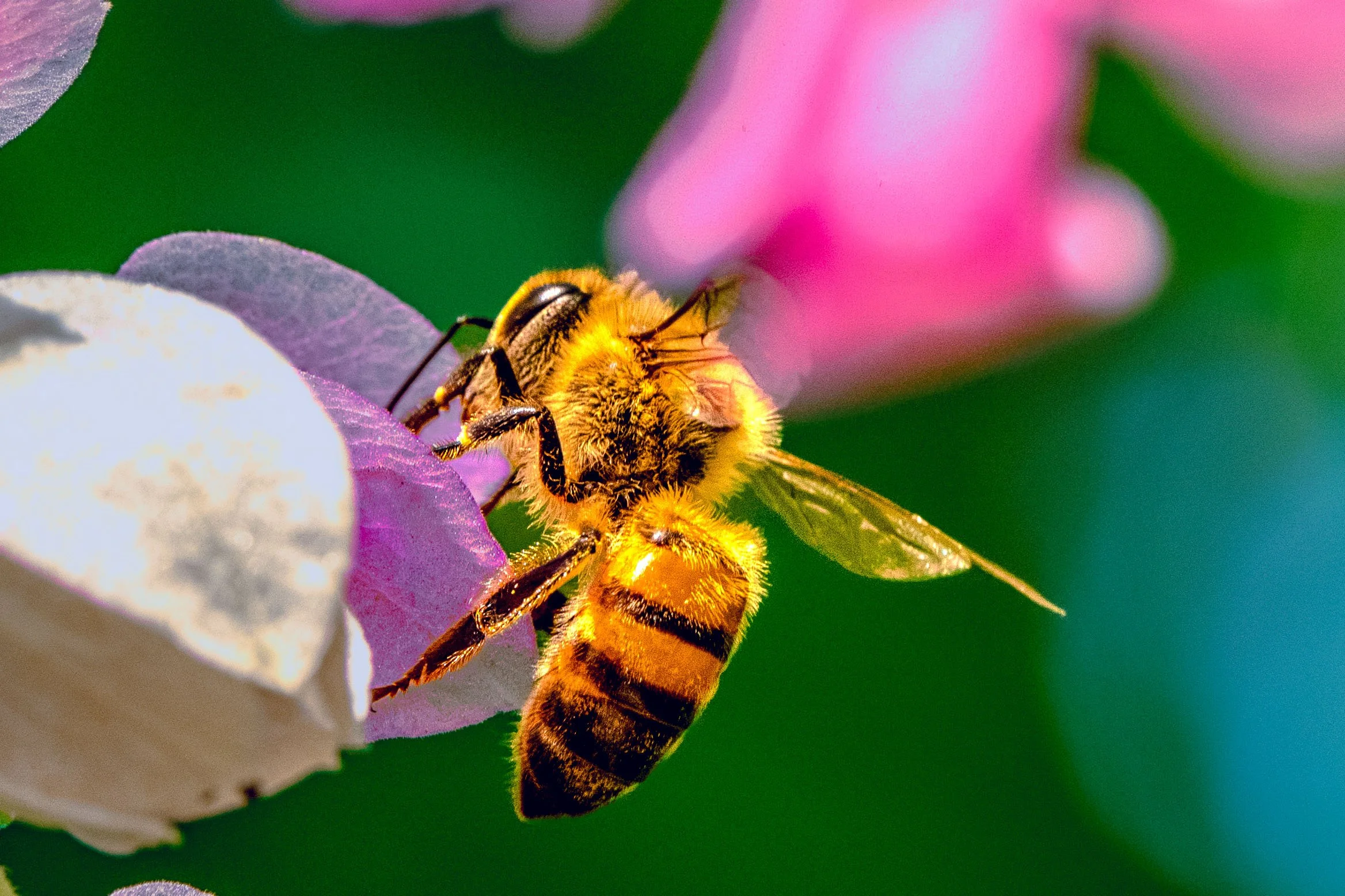 Insects