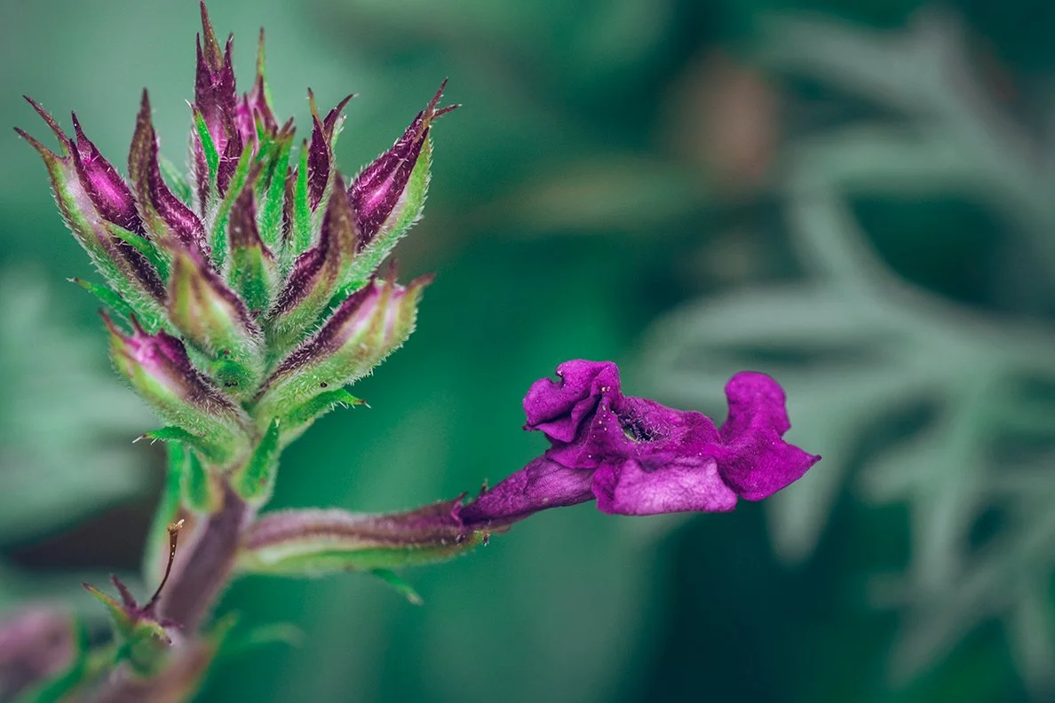 Botanicals