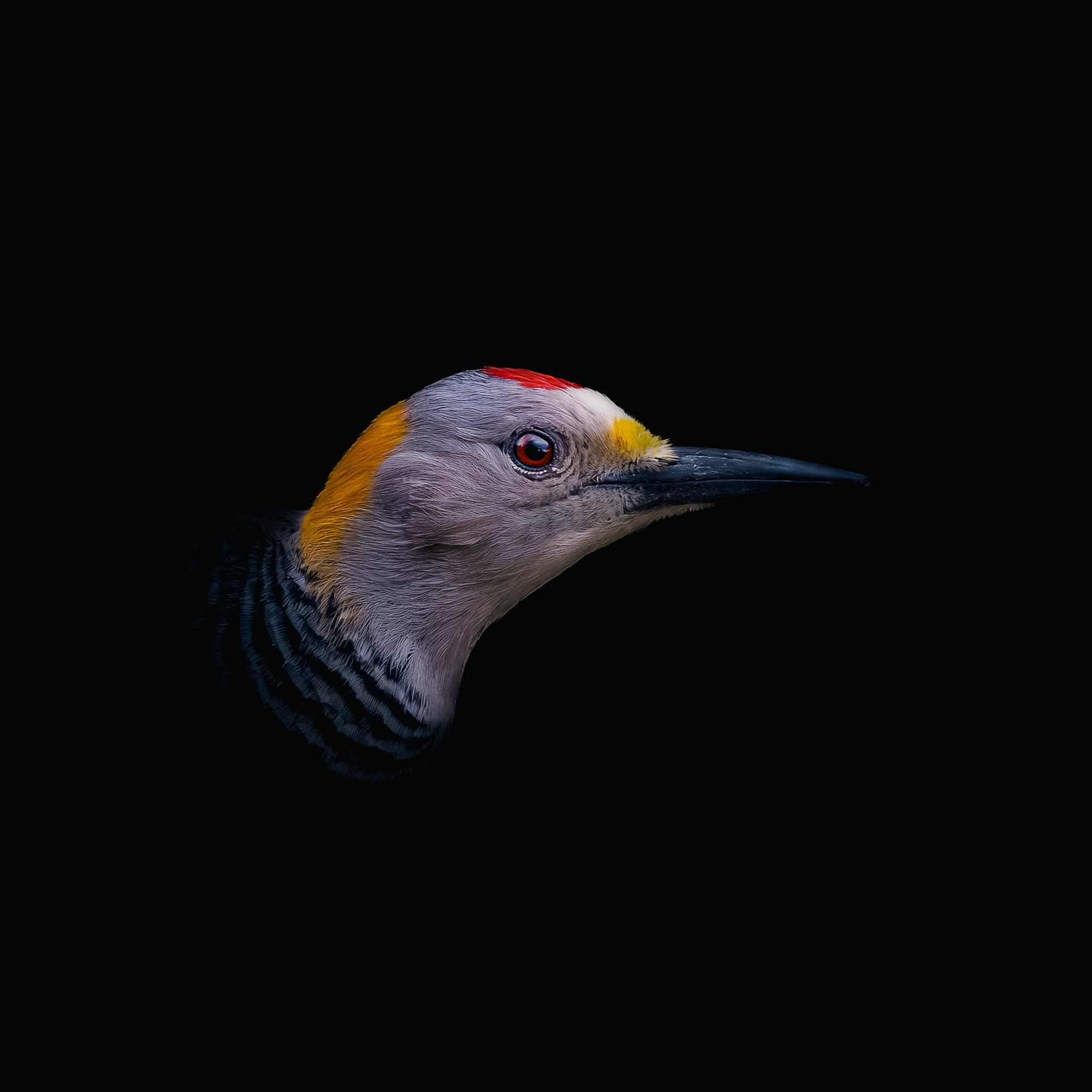 2F1A3691_Edit2_Web.jpg