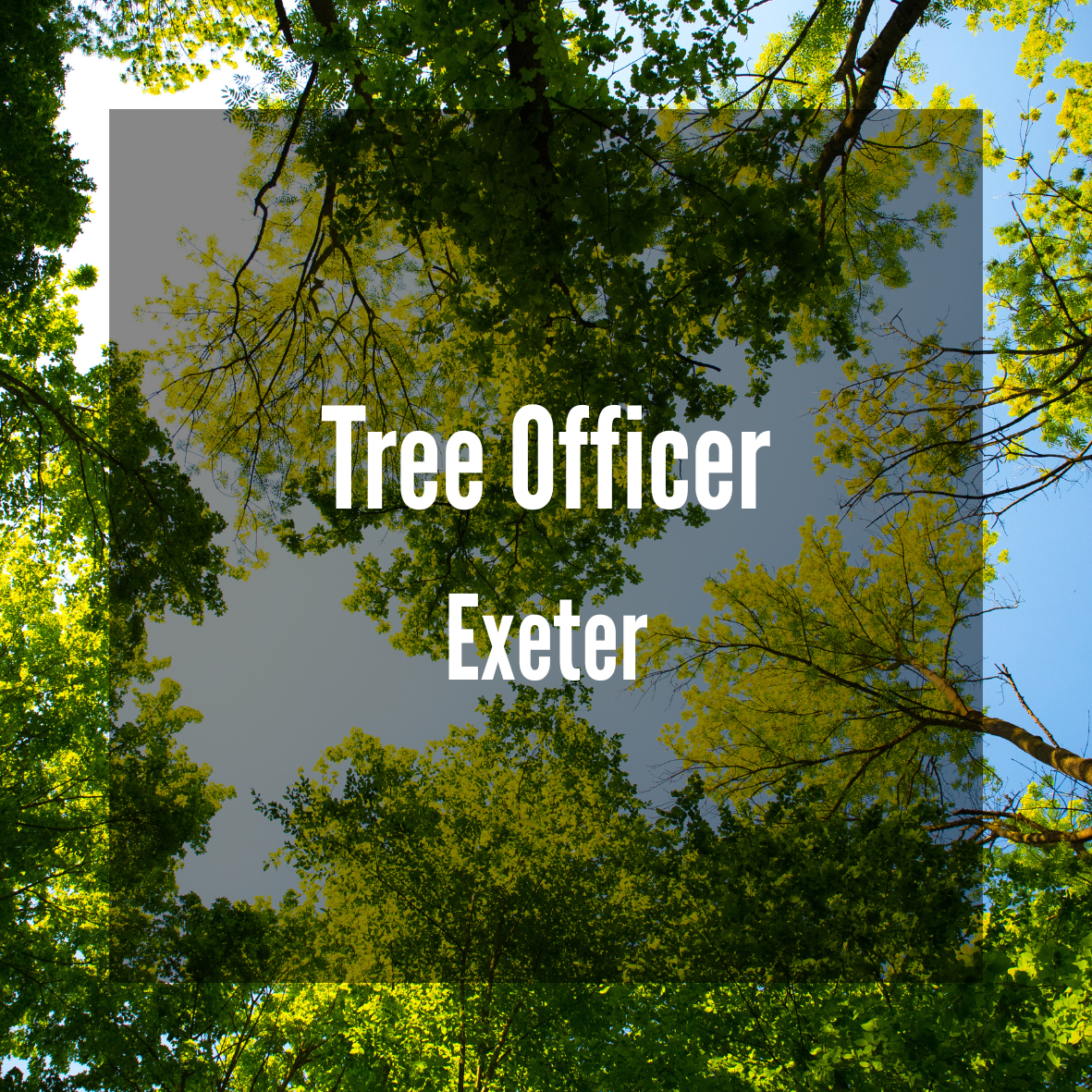Tree Officer