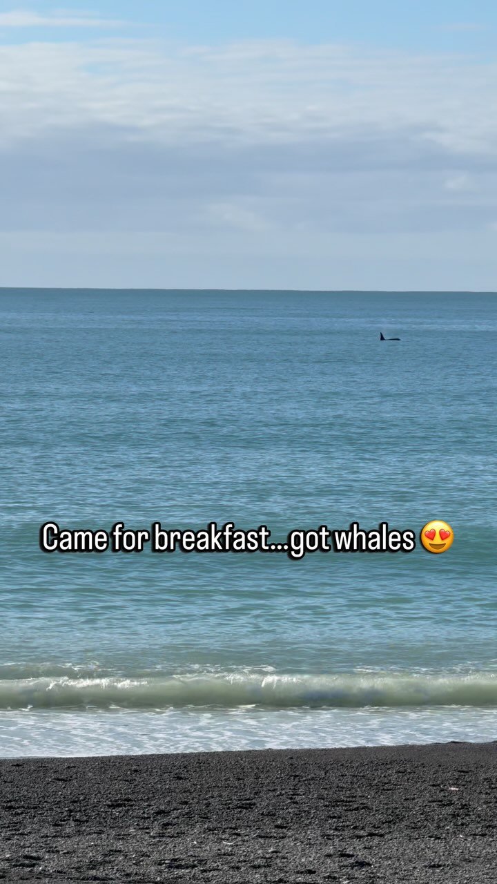 Thought we’d go for a wee ANZAC day treat with breakfast @roammarineparade and had some unexpected visitors cruise past! 🥰
By the way - the breakfast was unreal, I got the special - halloumi and carrot fritters with tahini yoghurt 😋🤤
#orc