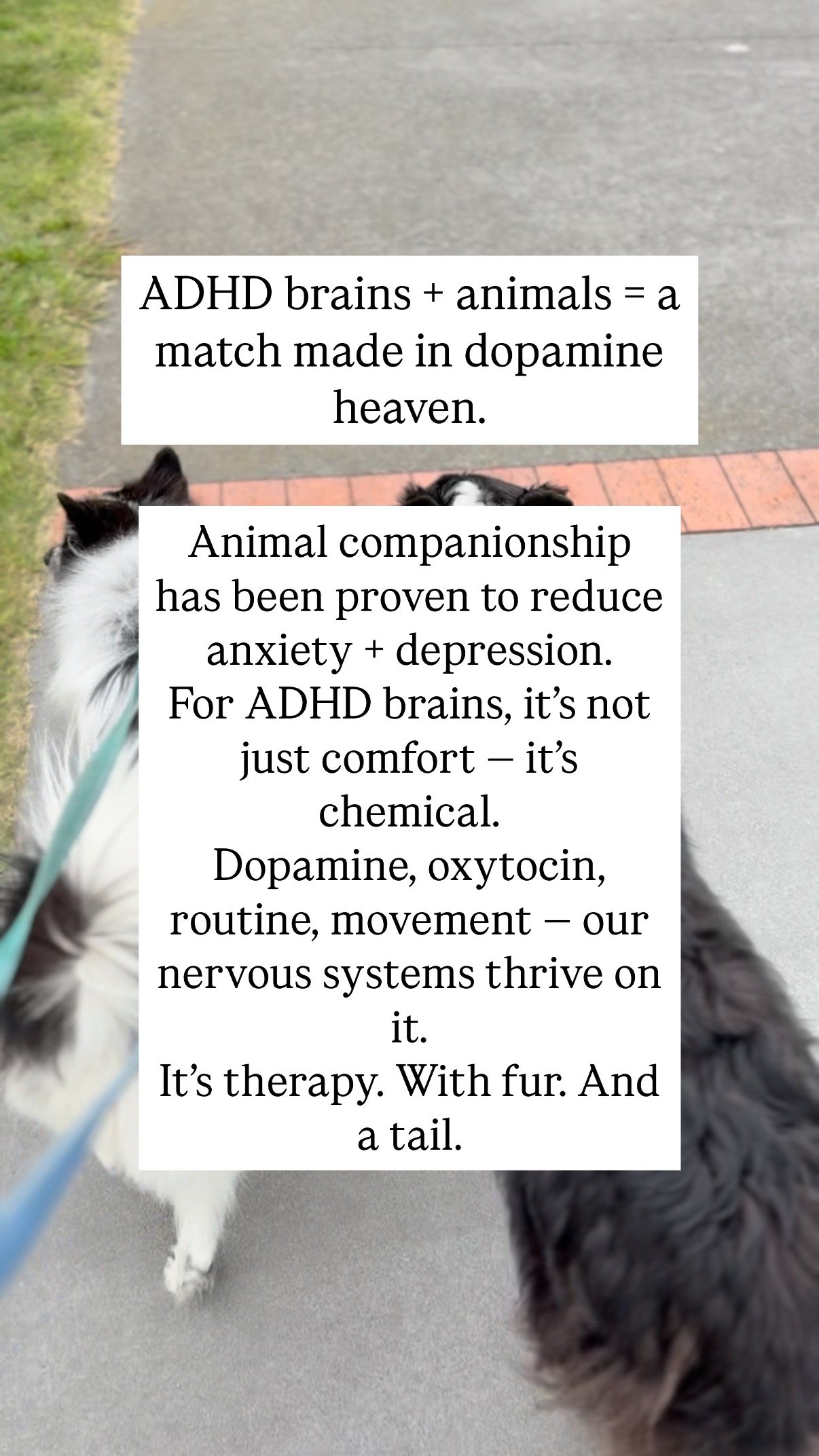 Studies have shown that hanging with your pet boosts dopamine + oxytocin, lowers anxiety, and helps regulate your nervous system.
In my case, dogs have been vital to my own physical and mental wellbeing. They force you to get out of the house and mo