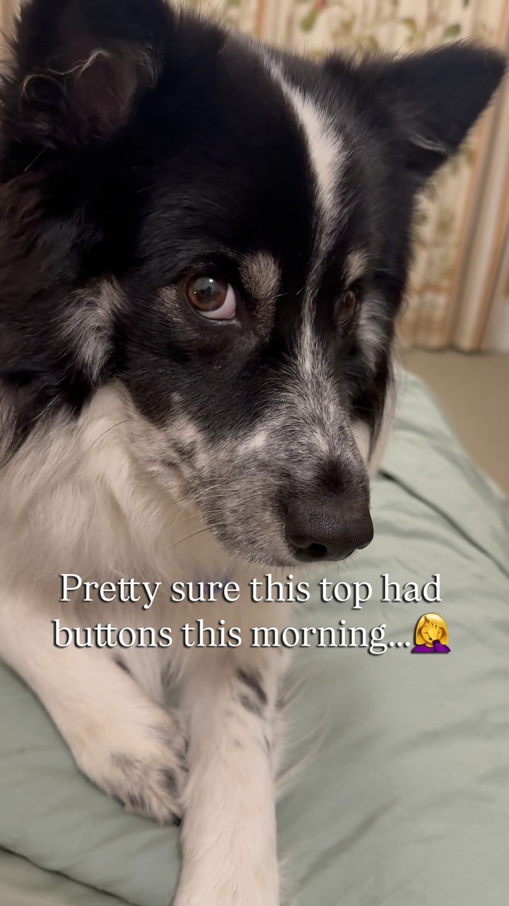 Someone’s officially in the t-rex stage of puppyhood 🥲
#puppy #japanesespitz #trex #bordercollie #dogsofinstagram #puppylove #doglovers