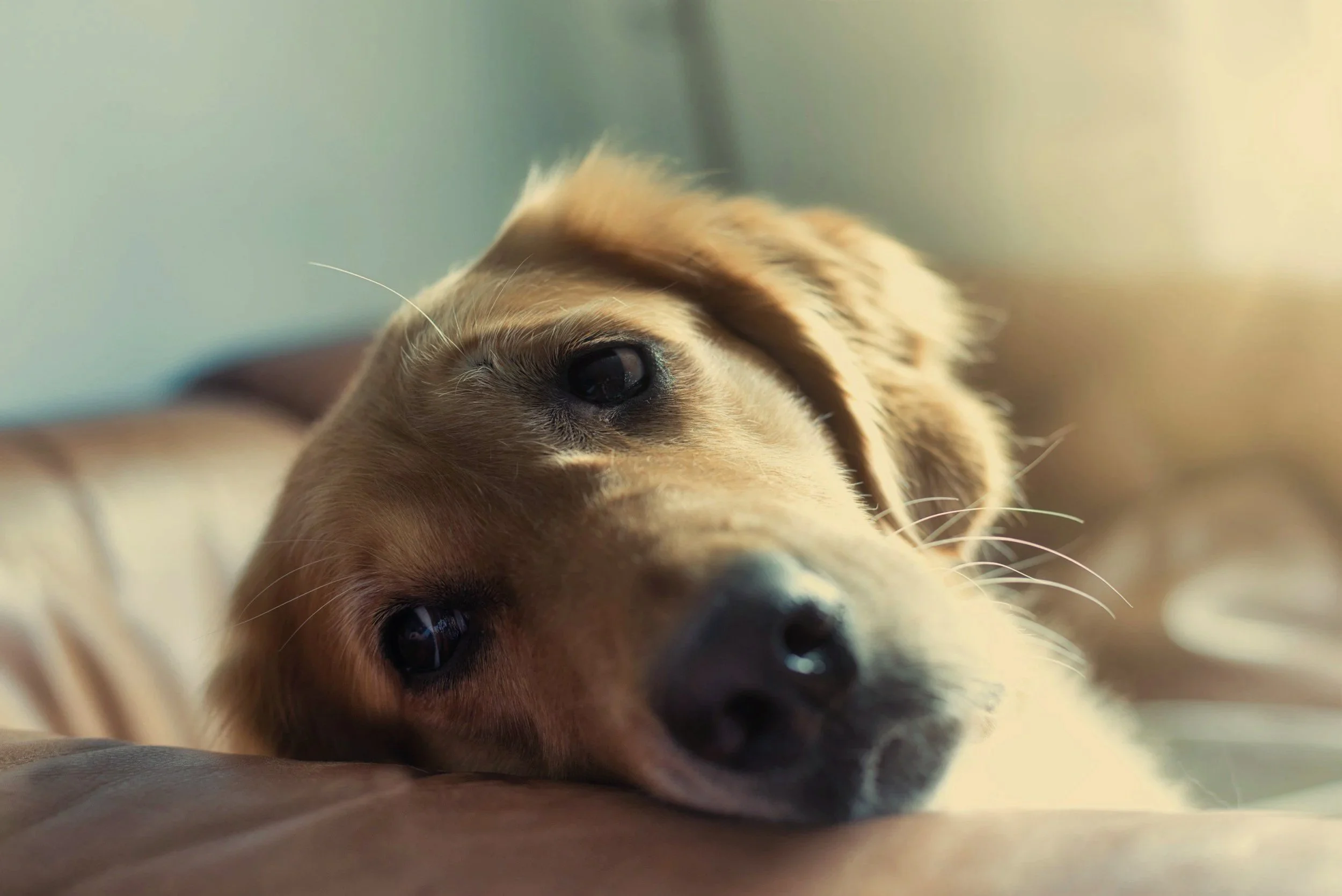 Salud emocional de los perros, ¿cuándo considerar ayuda farmacológica?