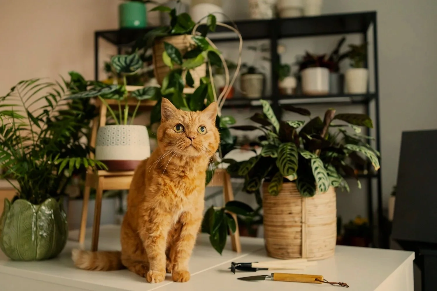 Cómo elegir plantas hermosas y seguras para tus gatos