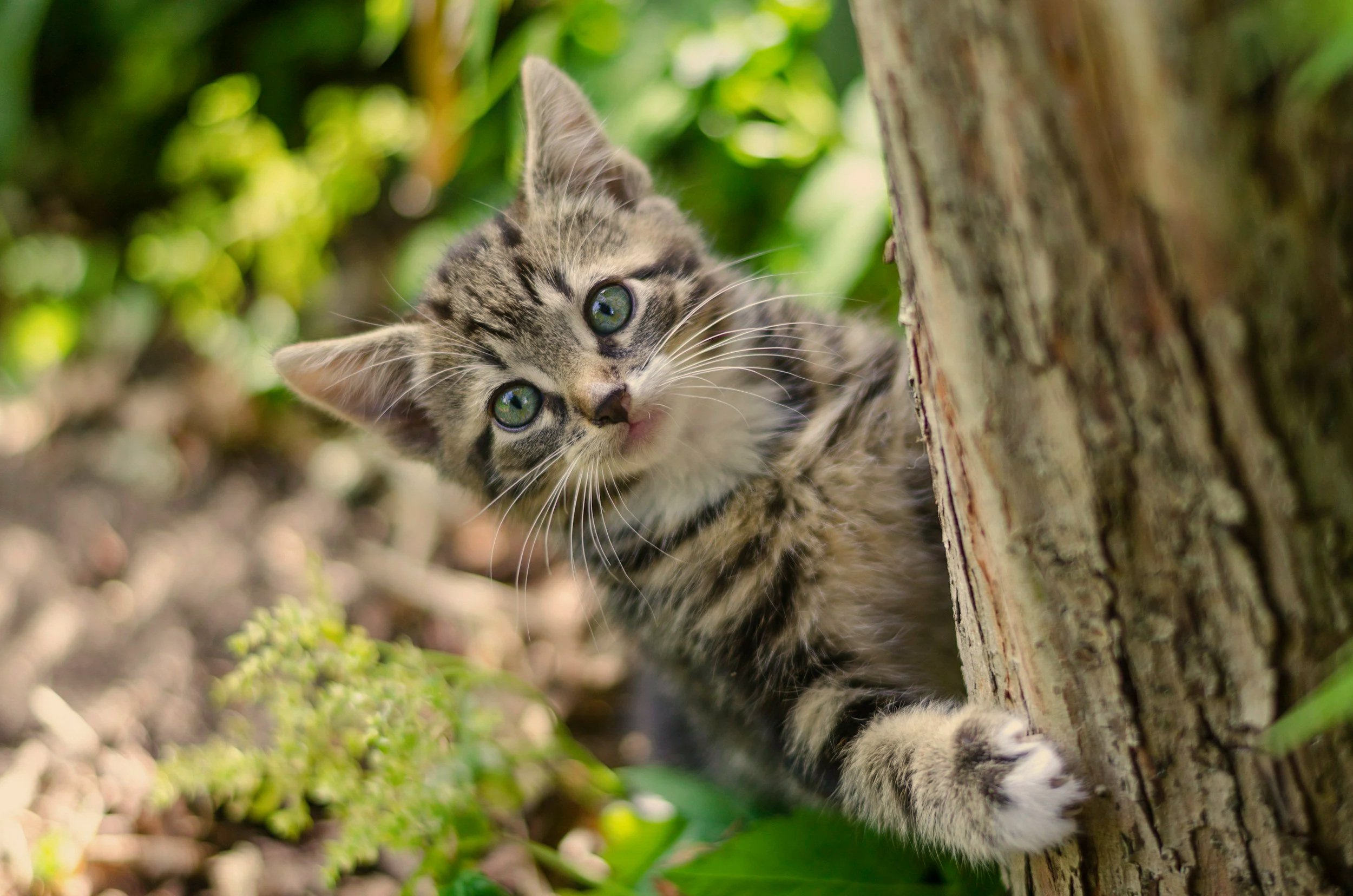 ¿Tu gato realmente necesita el exterior? La verdad sobre su libertad 