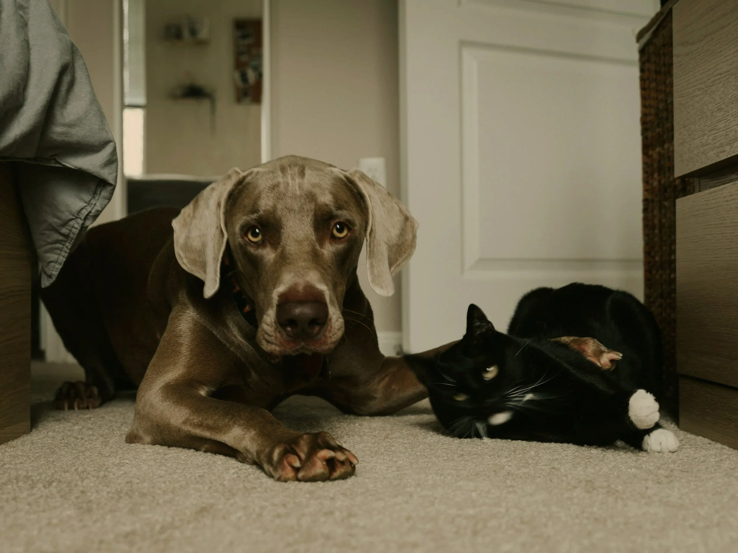 Cáncer en perros y gatos: señales sutiles que no debemos ignorar