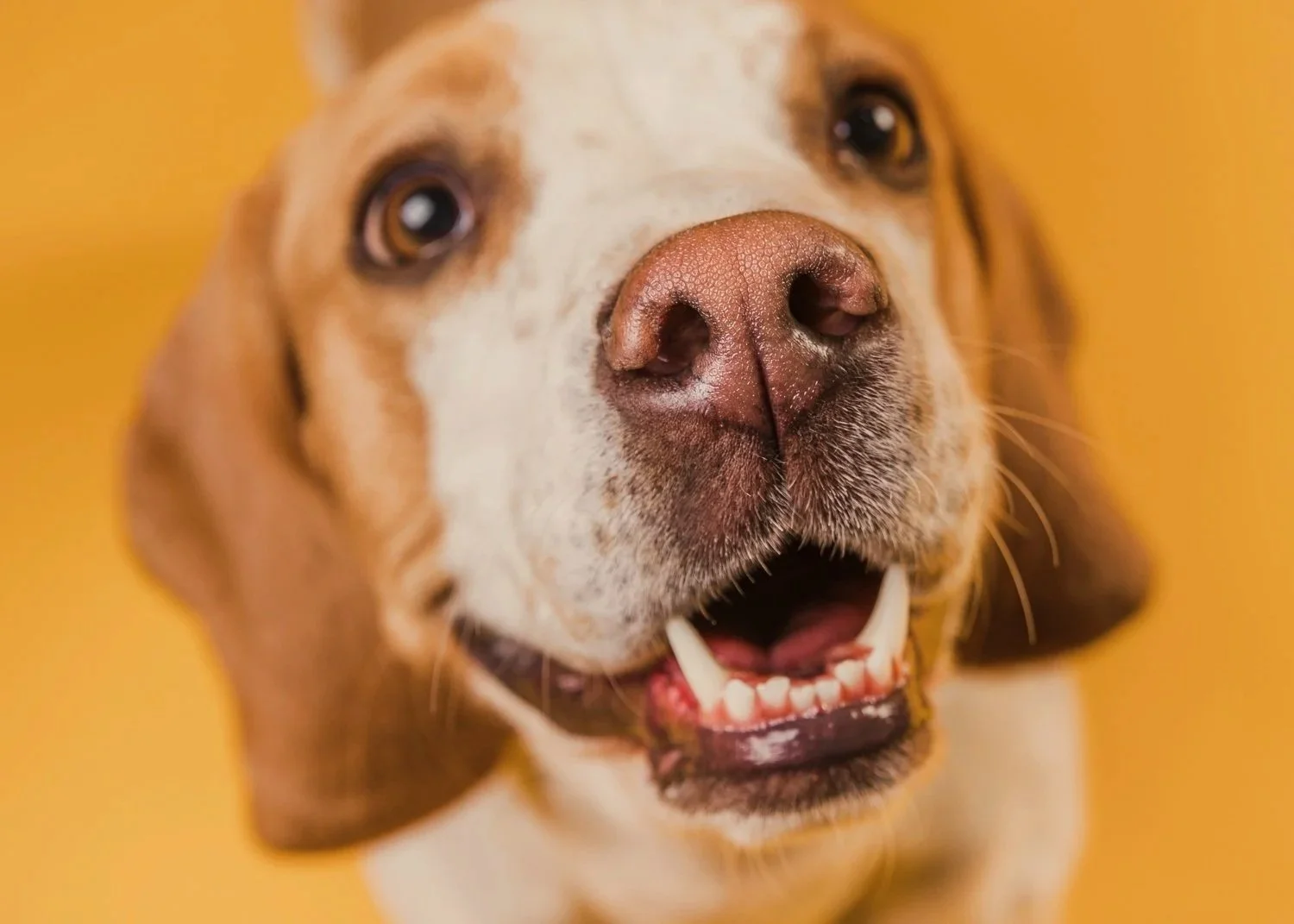 Todo lo que debes saber sobre el cuidado bucal de tu mascota