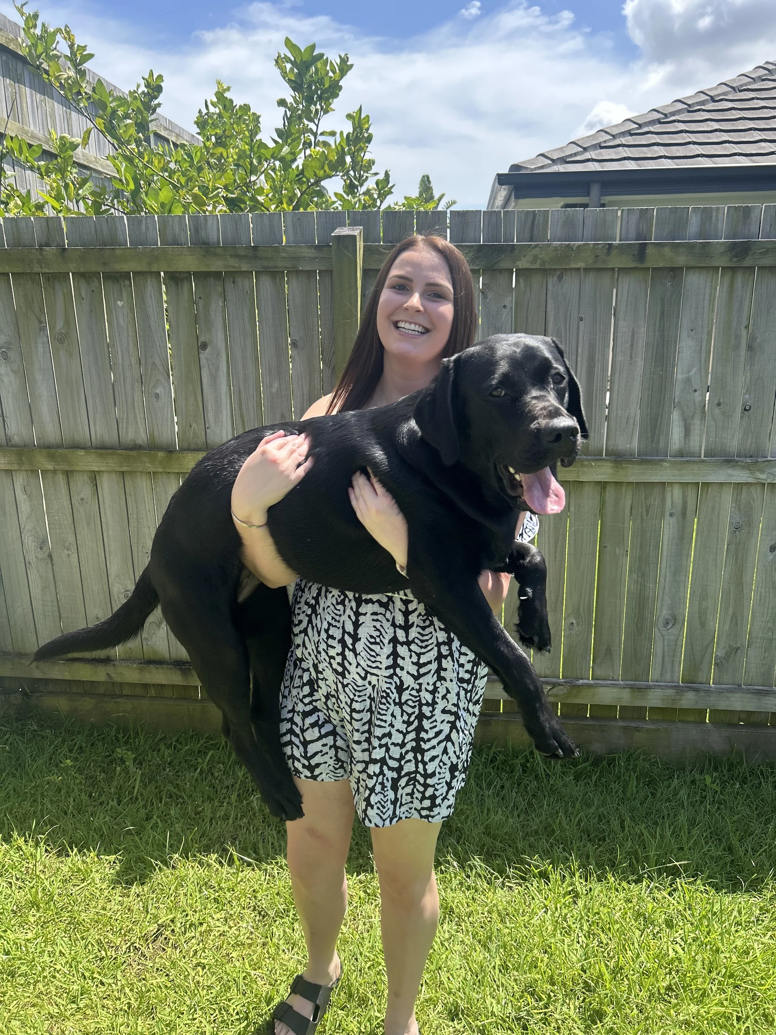 A woman holding a large black Labrador retriever in her arms outdoors, with a wooden fence and green trees in the background.