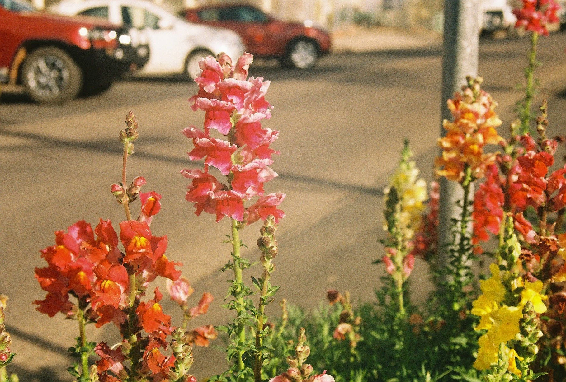 Bingara flowers.JPG