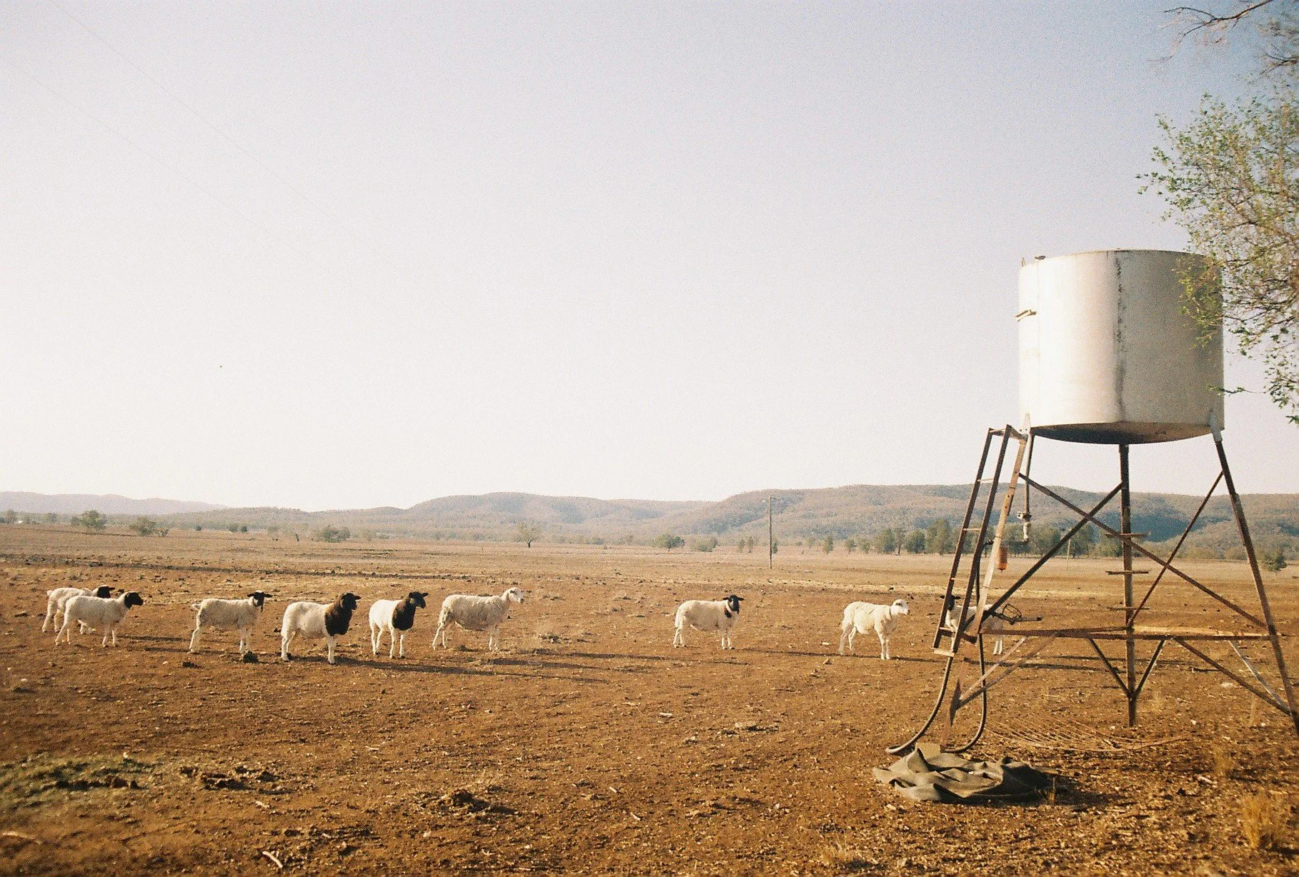 Bingara sheep.JPG