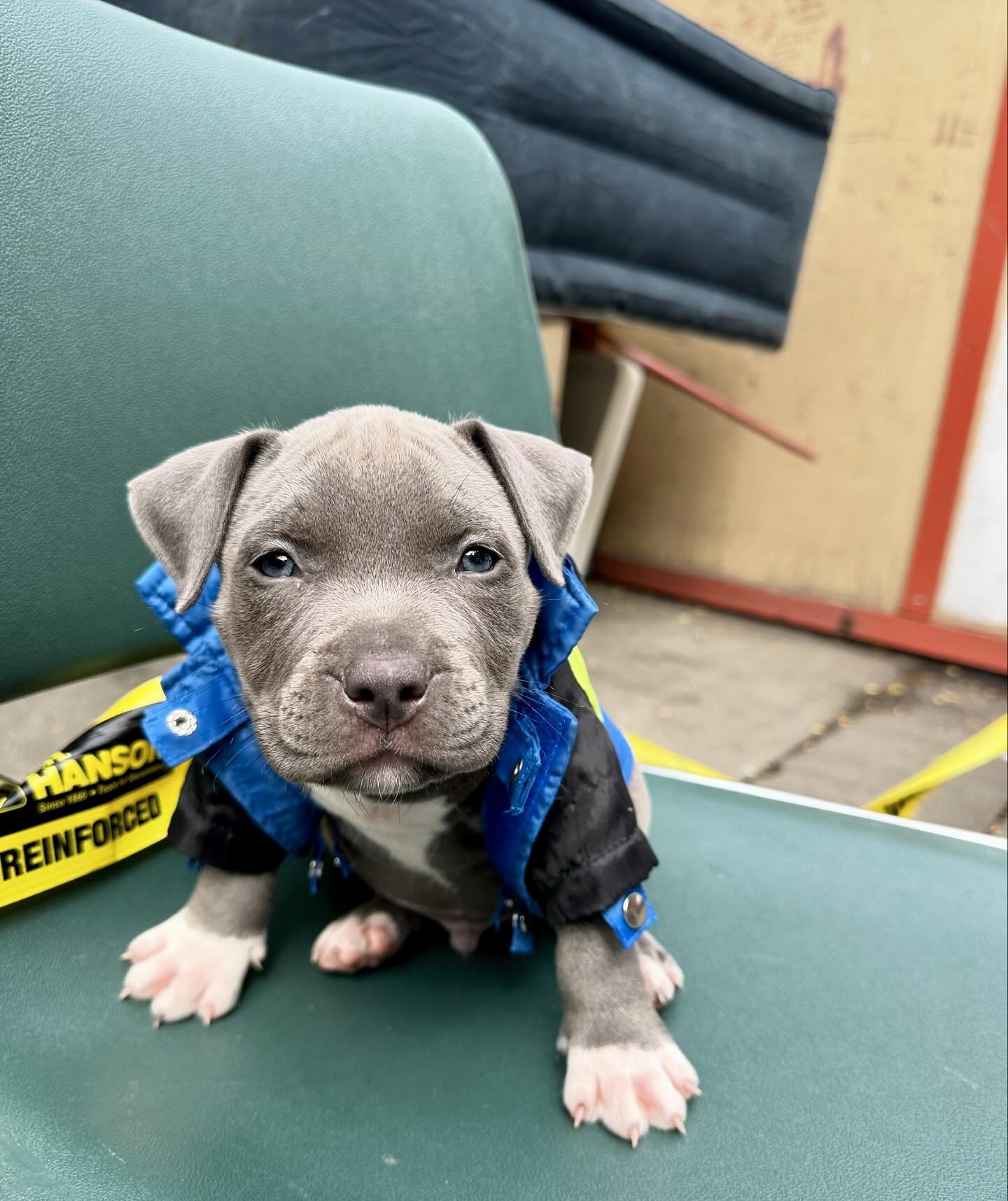 Such a busy clinic day today! We saw 20 cats and over 25 dogs - offering them vaccines and other preventative care. 

Thank you to all the pet owners for your kindness and patience today. And a shout out to all our volunteers who stayed late to make 