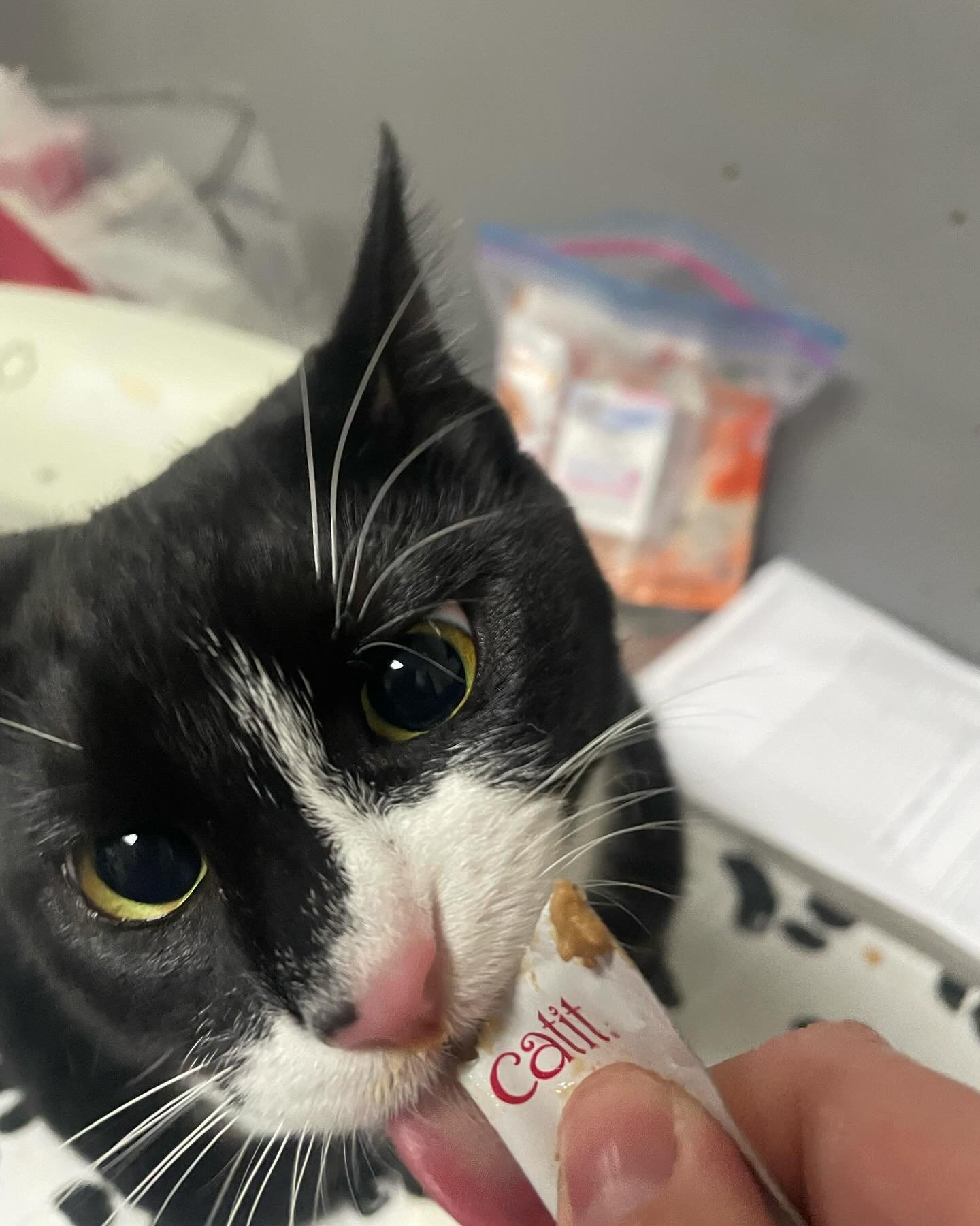 We provided care to 50+ pets at our June clinic ☀️ Our next free clinic will be on Sunday August 11th at Our Place Society. Registration begins at 9am in the courtyard and the clinic starts at 10am. There will be no clinic at Our Place Society in Jul