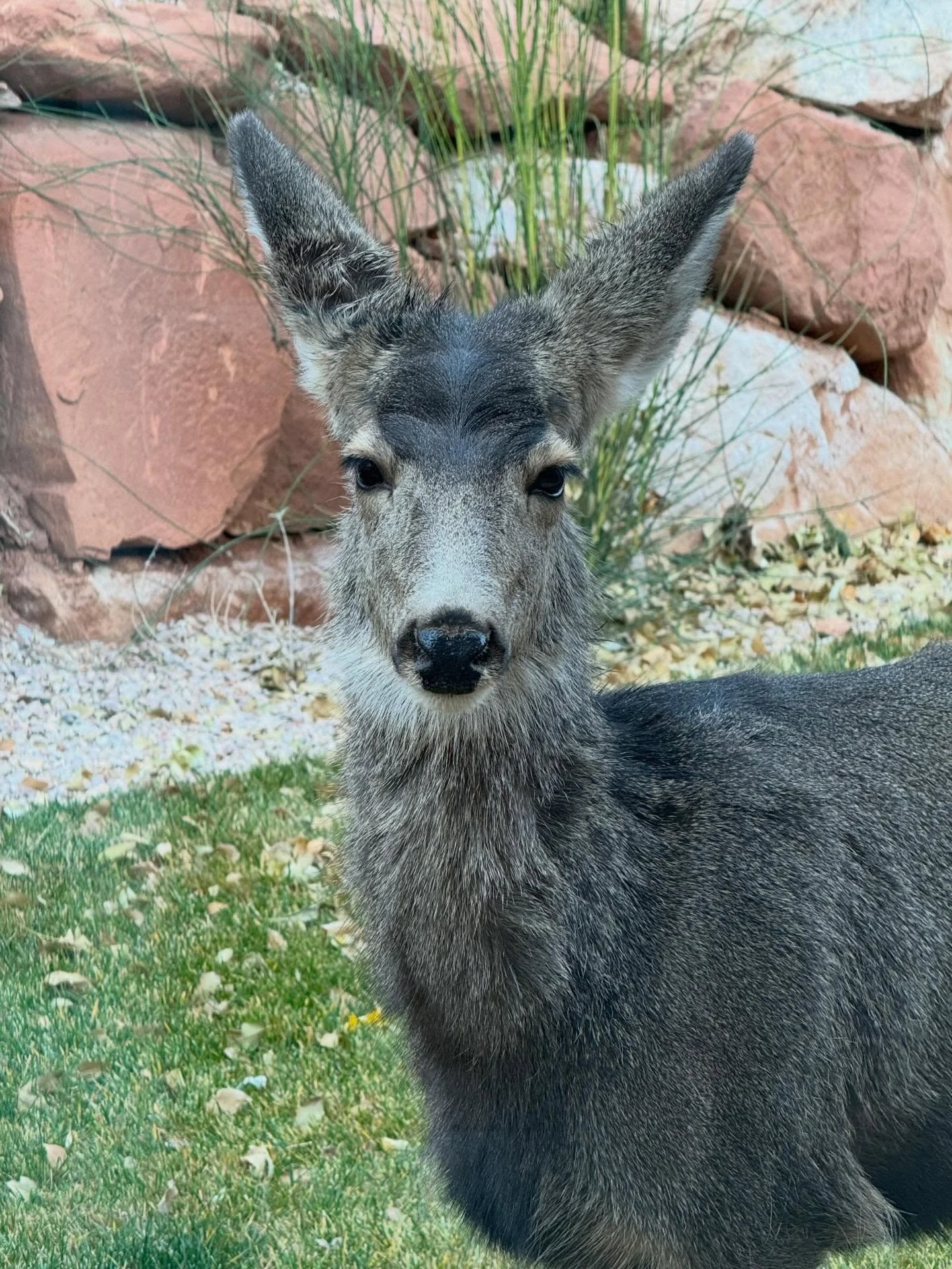 Oh deer! 🦌 One of the perks of staying with us&hellip;wildlife visits! Please enjoy watching the deer, but remember to never feed or touch them. Let&rsquo;s keep them wild and safe❤️