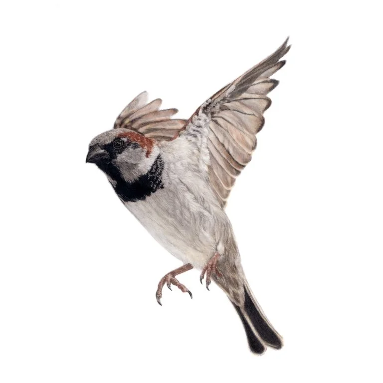 Sparrow 2.jpg