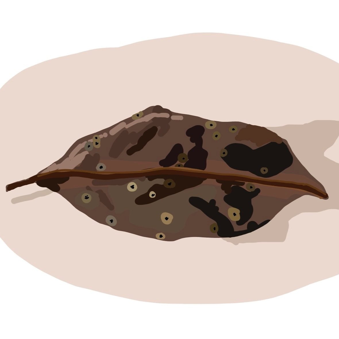 Illustration part of a leaf study series, highlighting their markings.