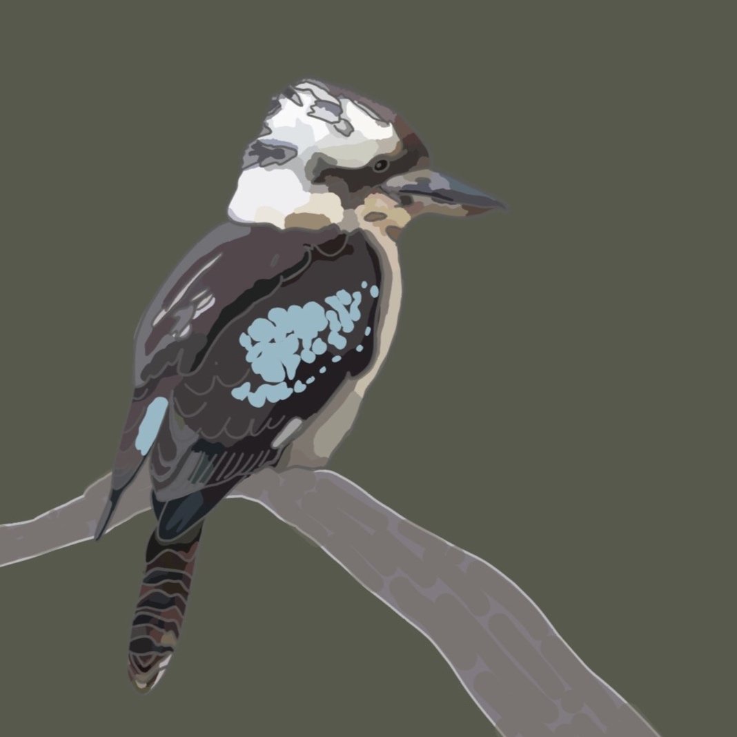 Kookaburra illustration - native Australian bird.