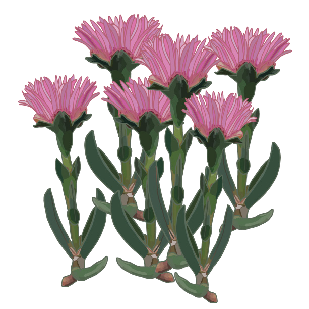 Pig-Face - a cultural plant of the Worimi people. Illustration led by Worimi knowledge holder.