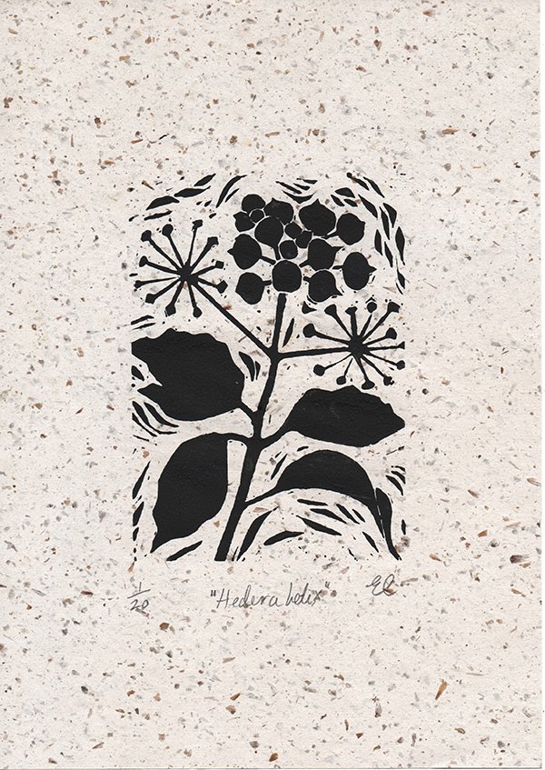 hedera helix.jpg