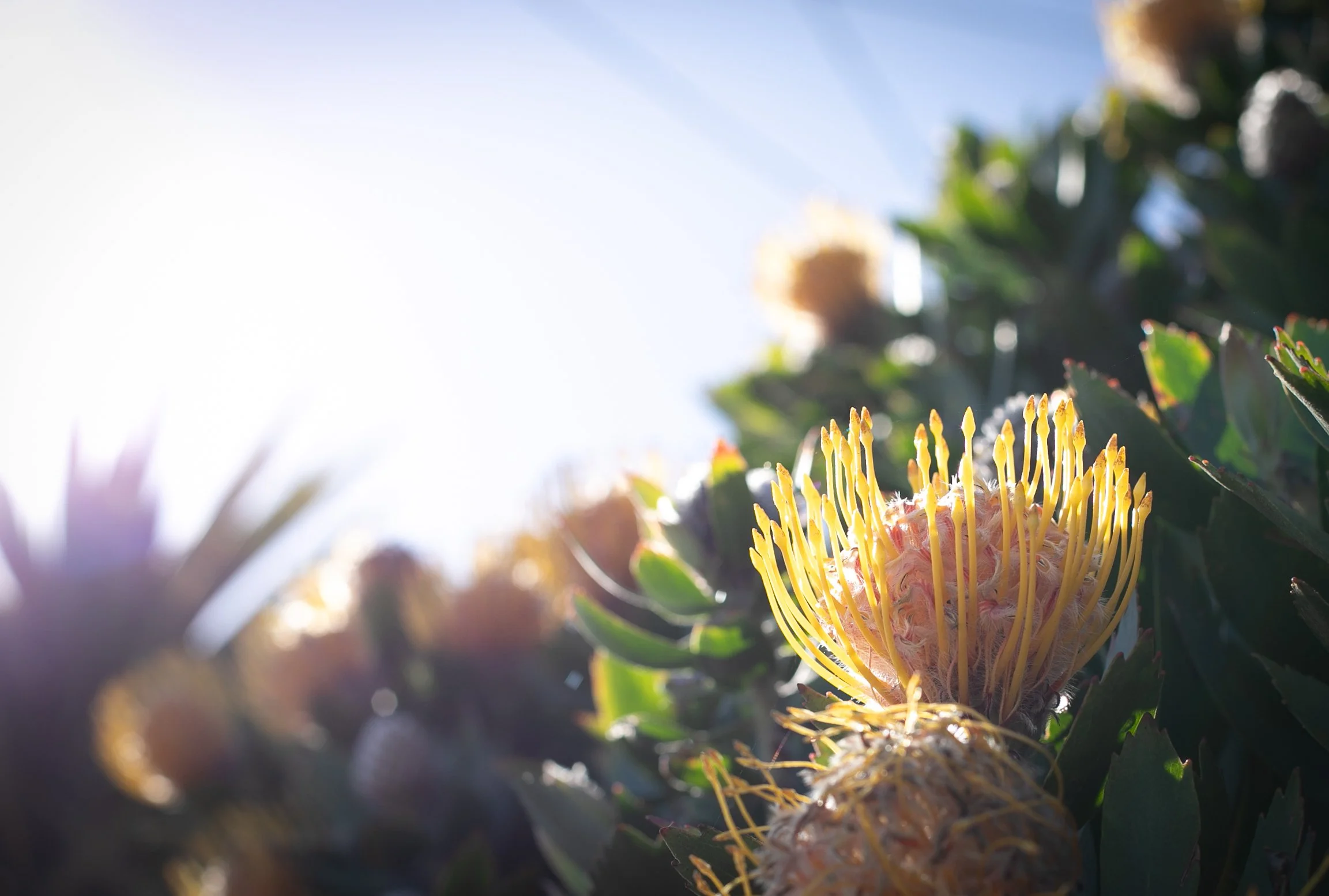 STROHL CANNON 42226-4108.jpg