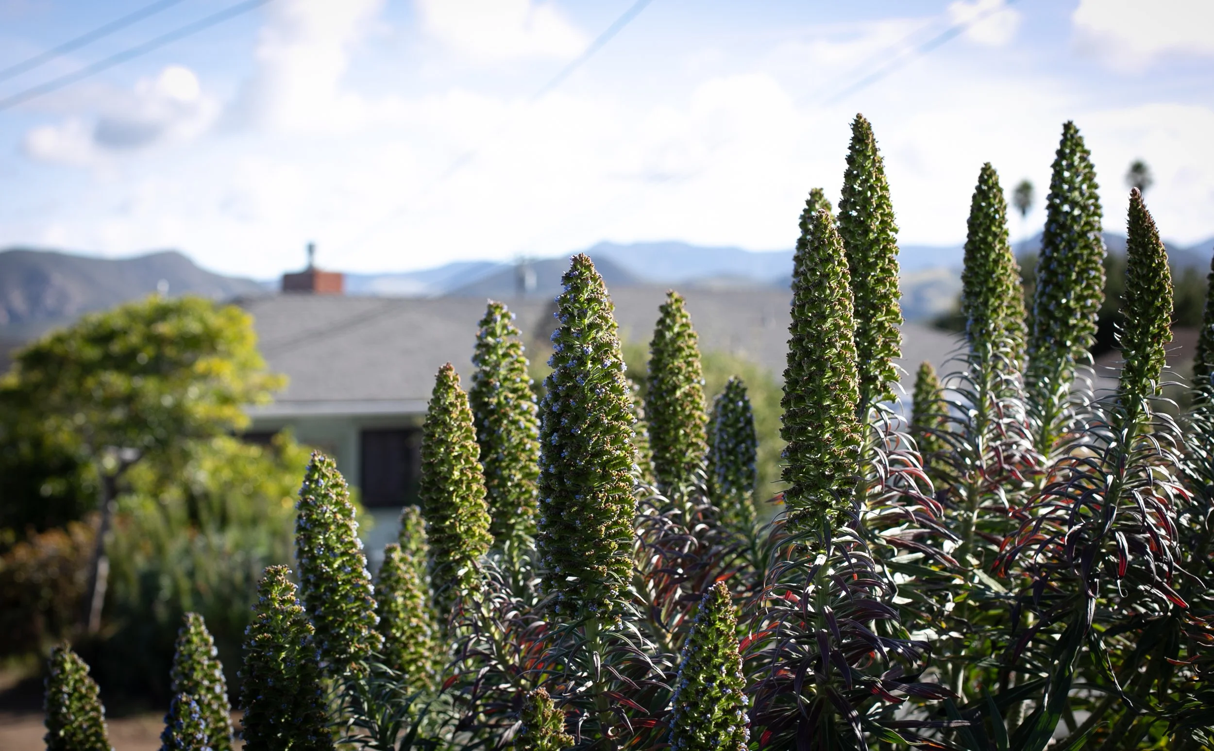 STROHL CANNON 42226-4107.jpg